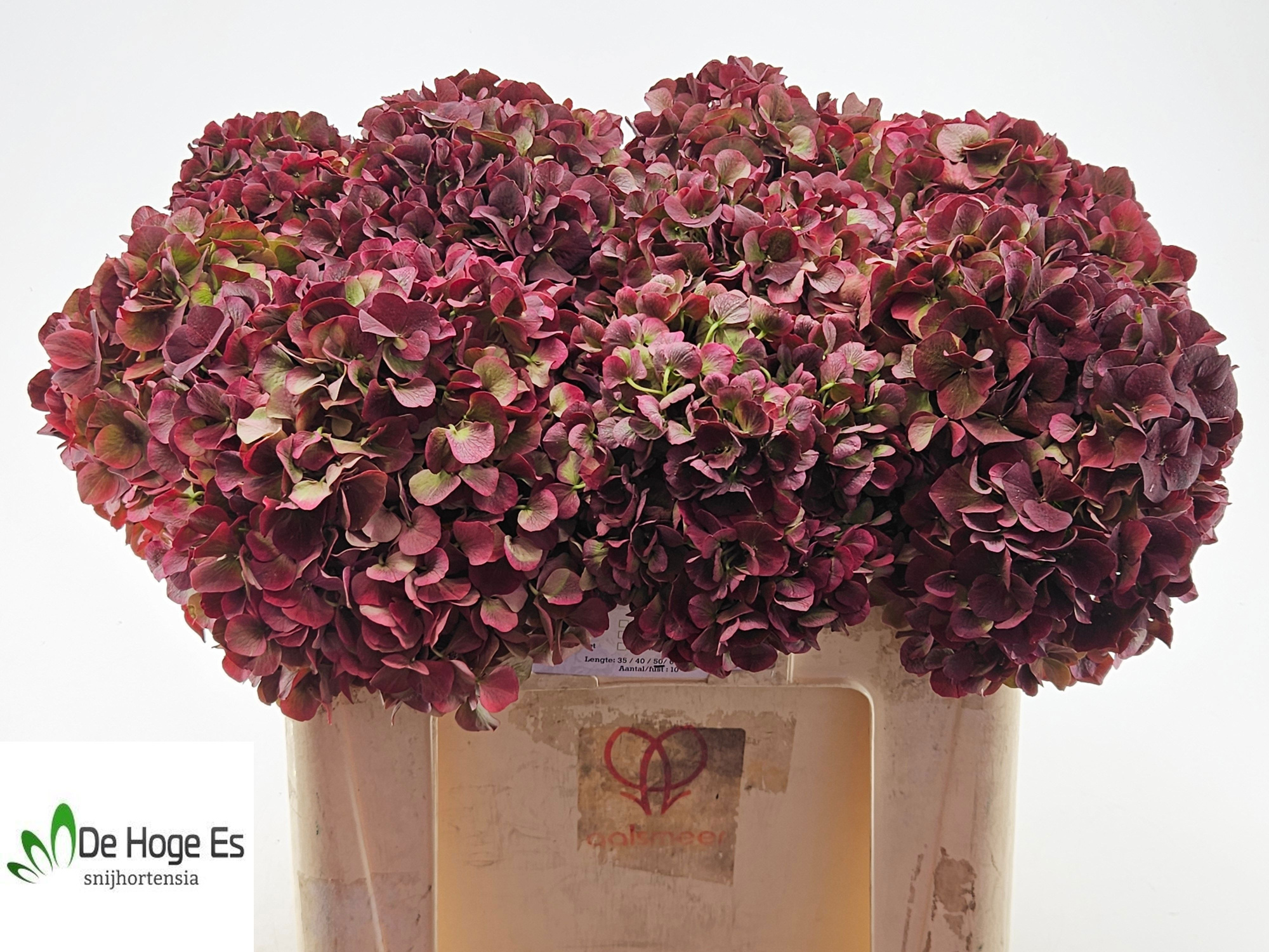 Гортензия Мэджикал Пинк Руби Классик 50, шт.