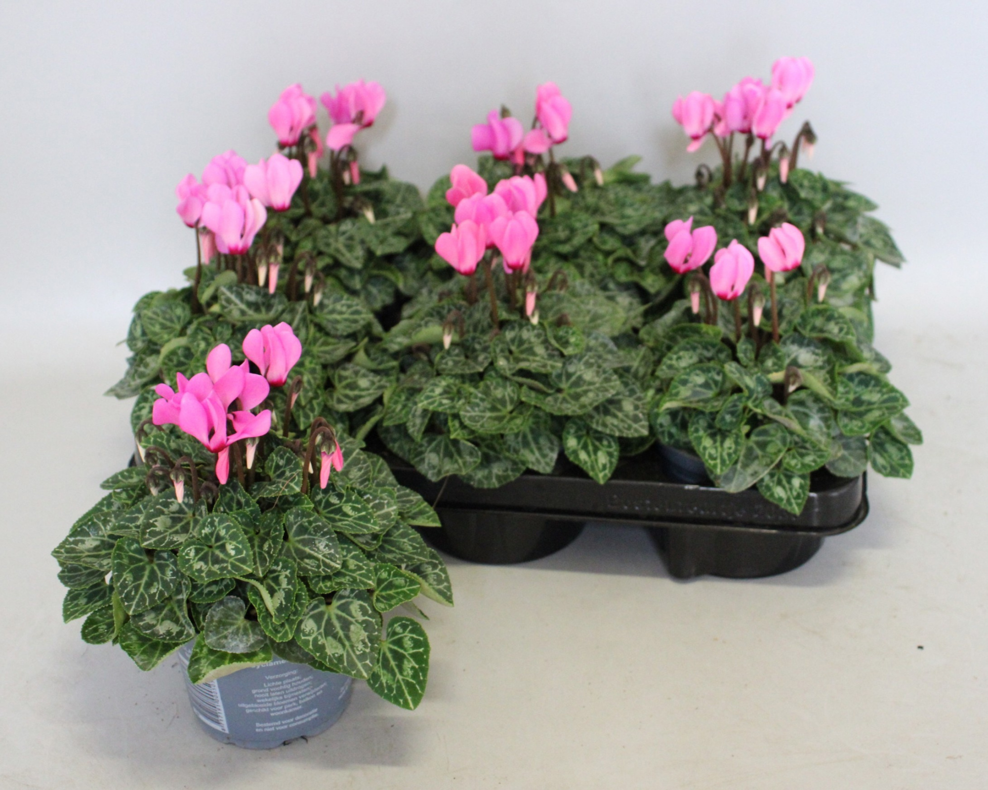 Cyclamen Super Serie Rose 10,5 cm, D 10,5 cm