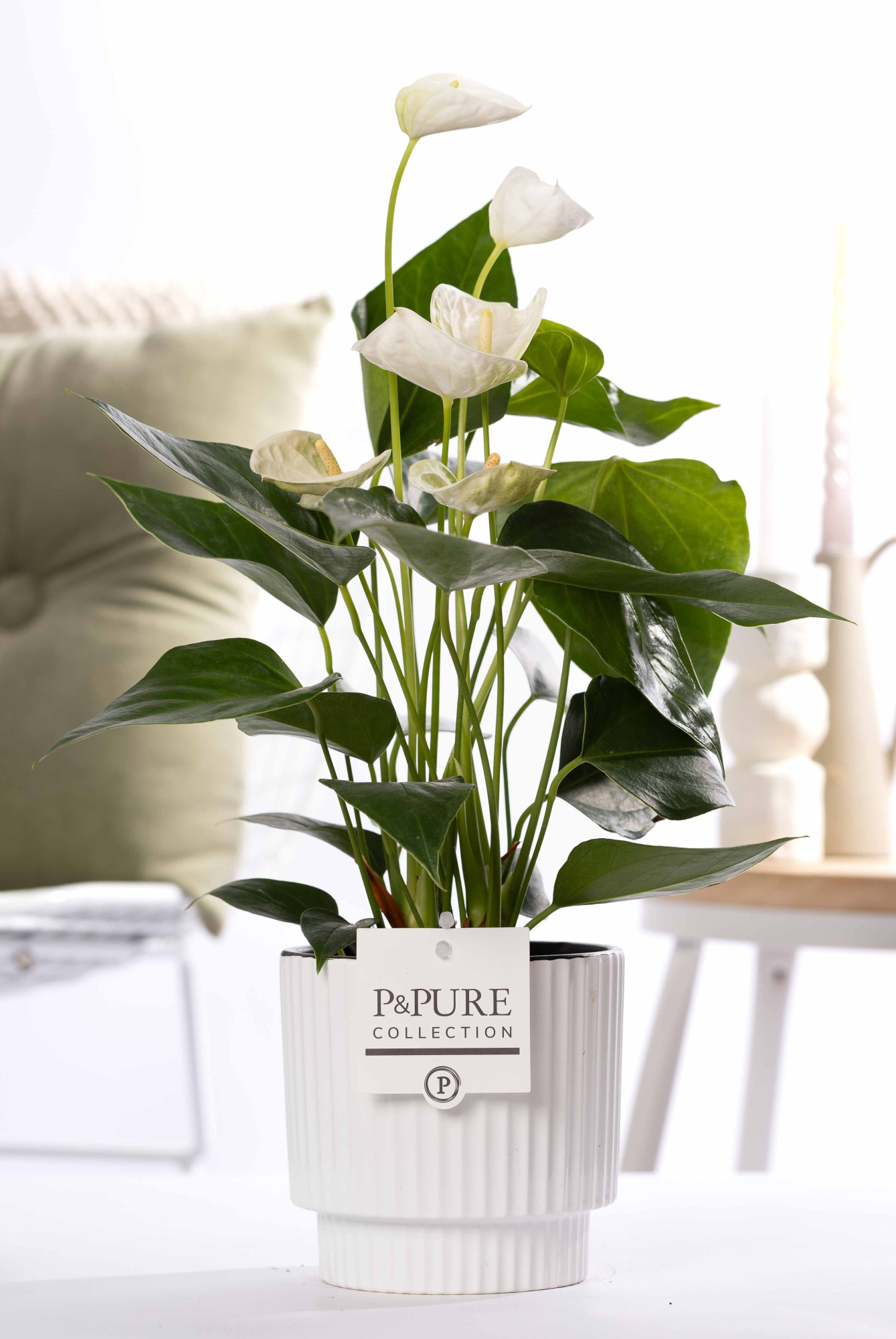 Anthurium white (Elido) in P&PURE Ivy ceramics shiny white, D 12