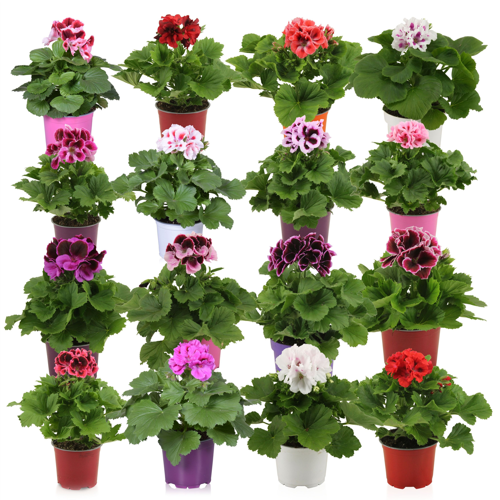 Pelargonium Grandiflorum Mixkar 5 kleuren in Ton sur Ton (stadium 3/4), D 12