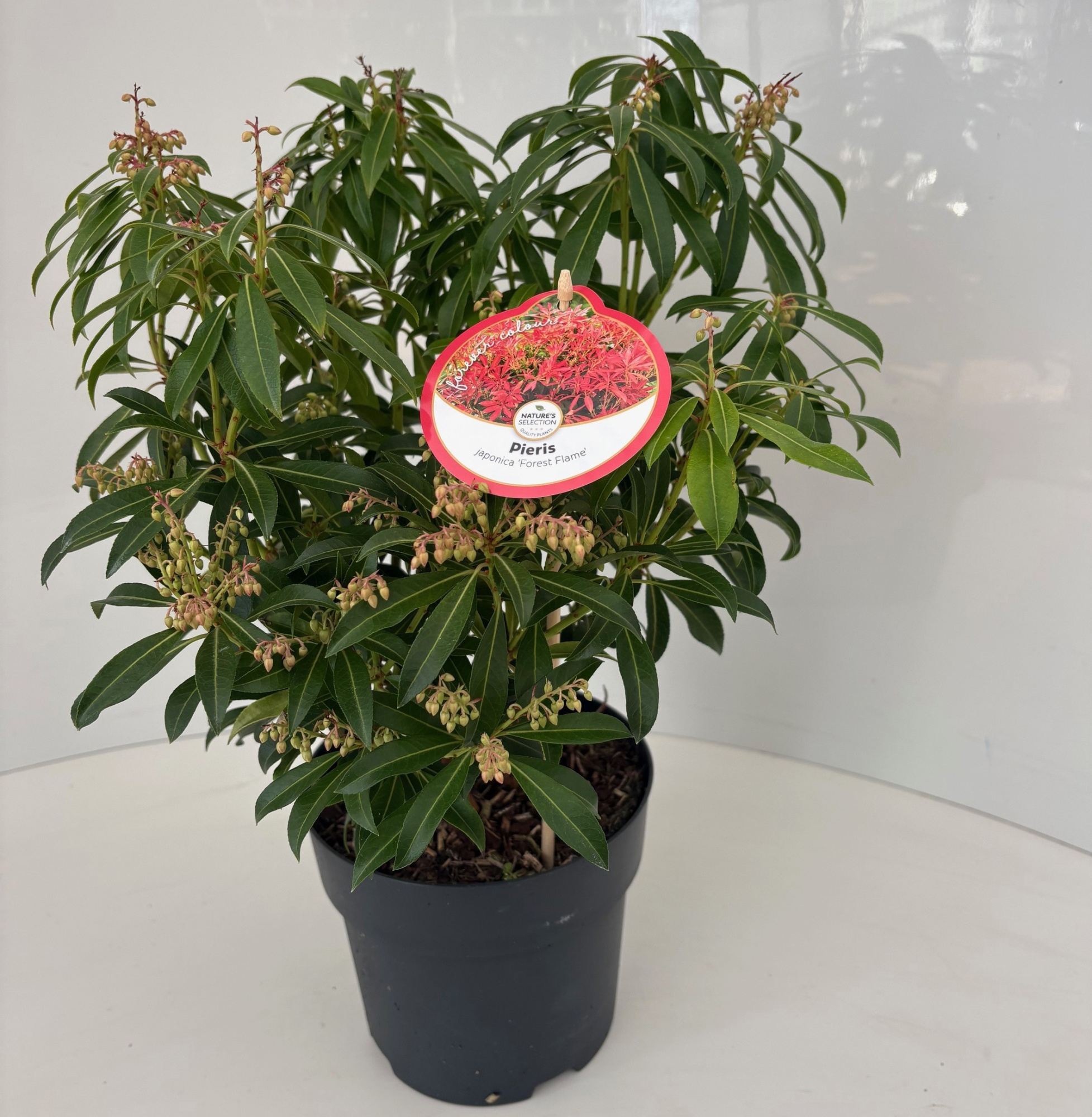 Pieris 'Forest Flame', D 17