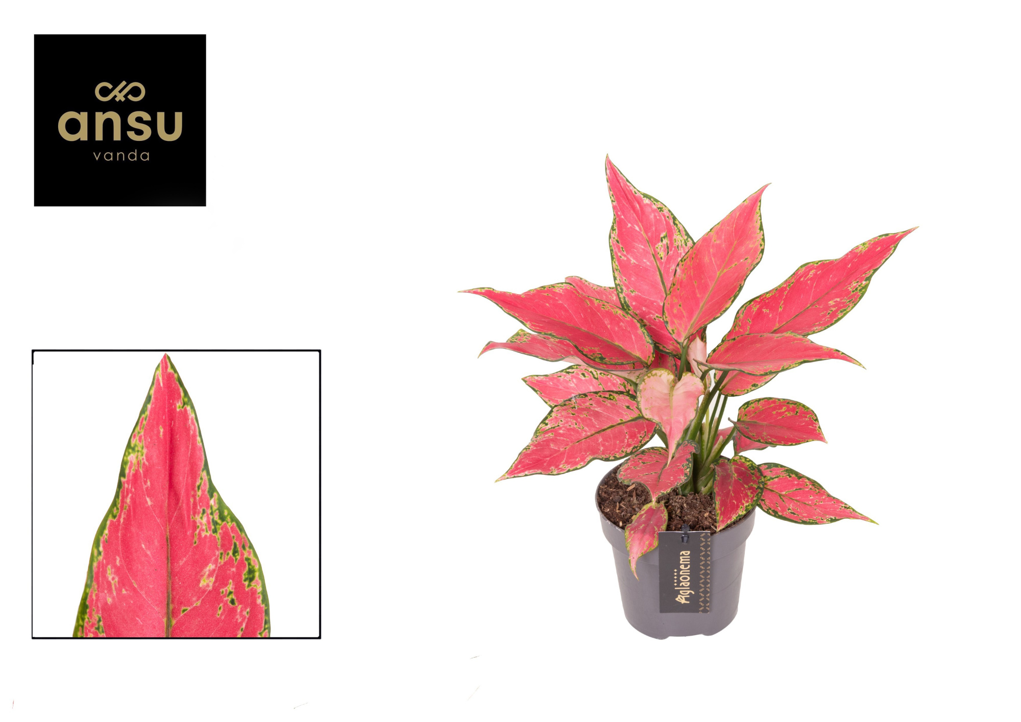 Aglaonema Cherry Baby, D 12