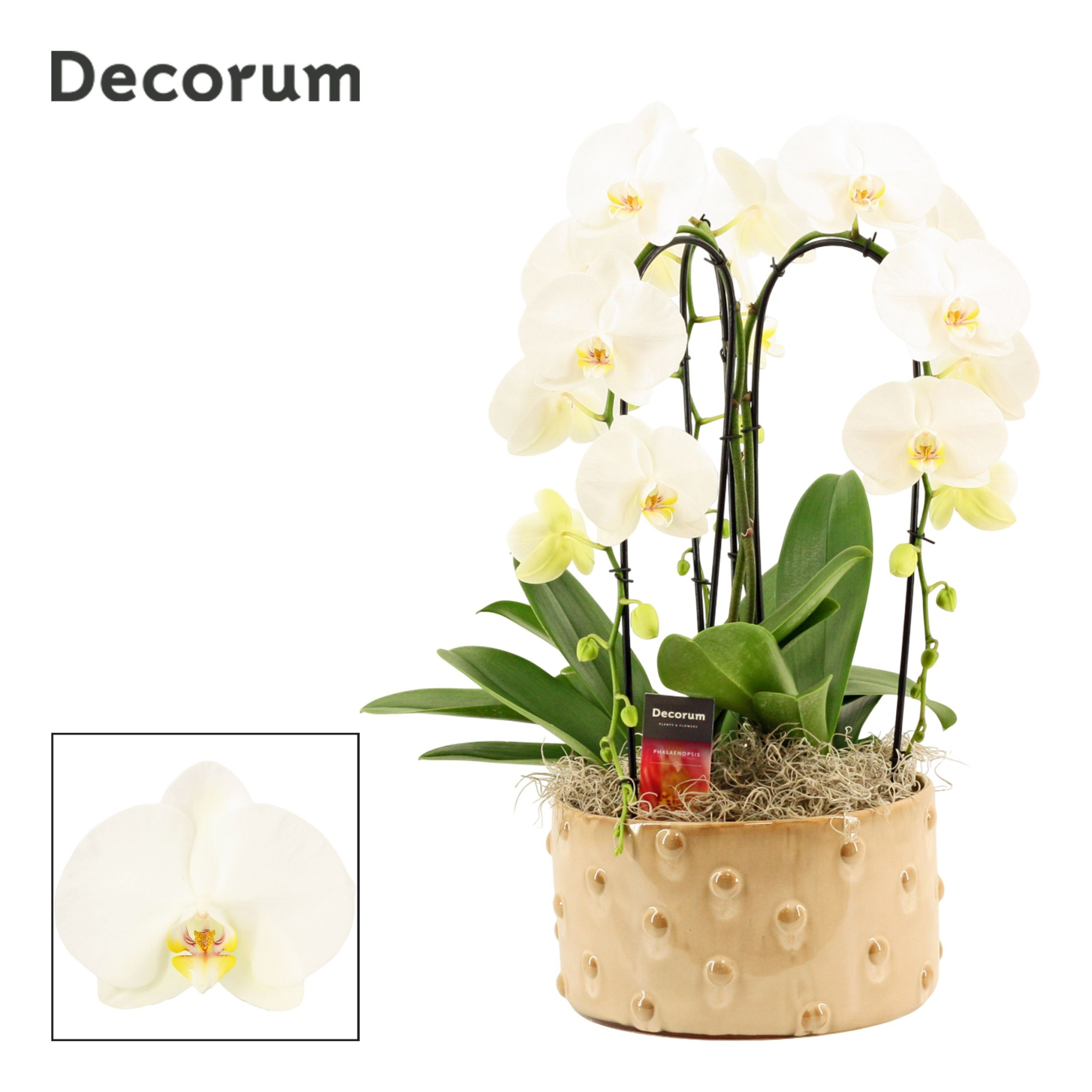 Belle cascade 3 tak symphony white (Deco-collection), D 27