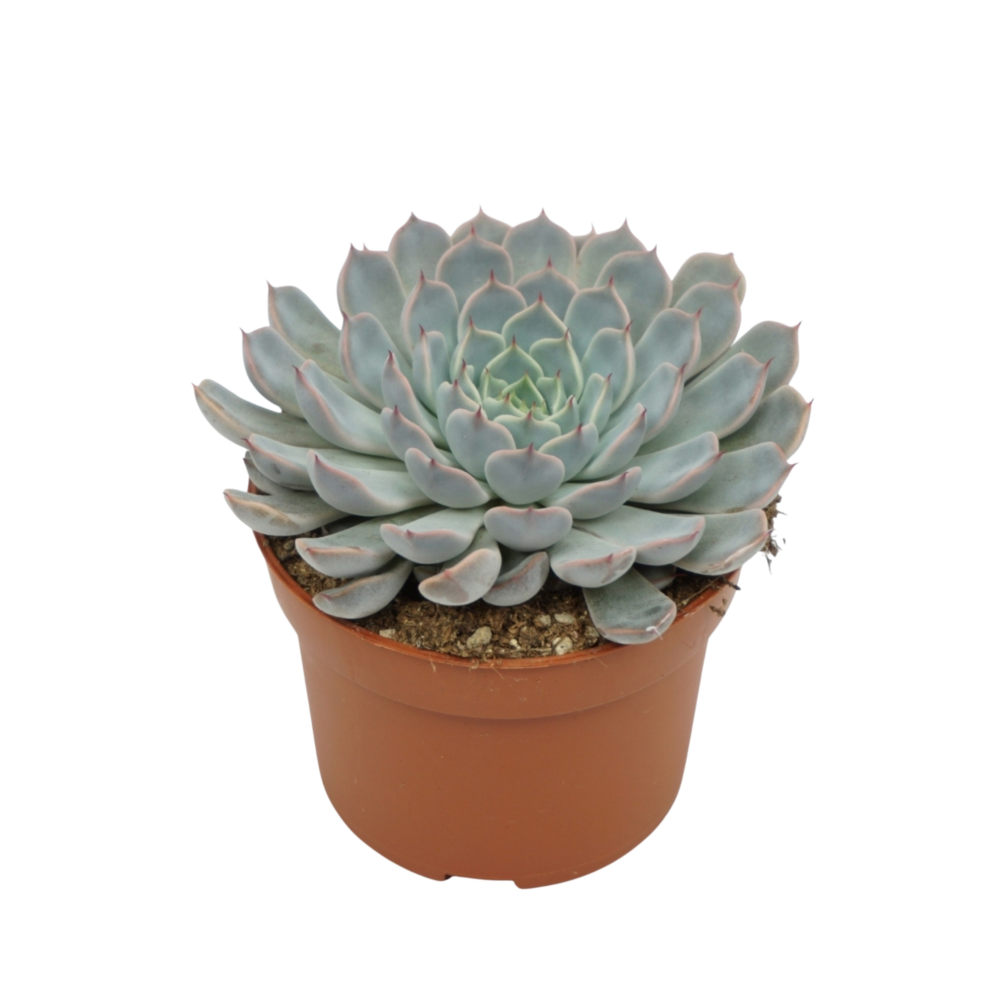 Echeveria texensis rosa 10,5 cm, D 10,5 cm