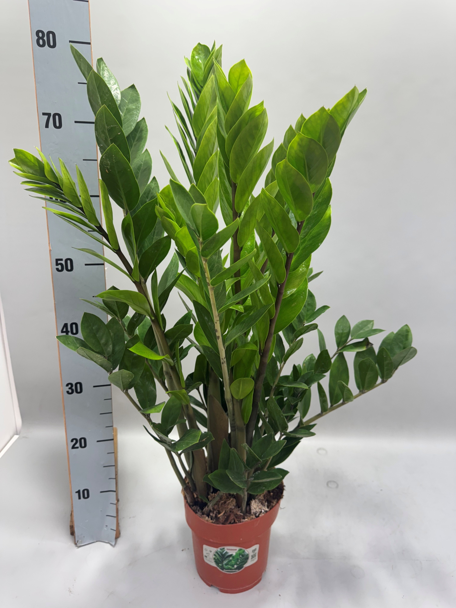 Zamioculcas 75cm 10+ veren, D 17 cm