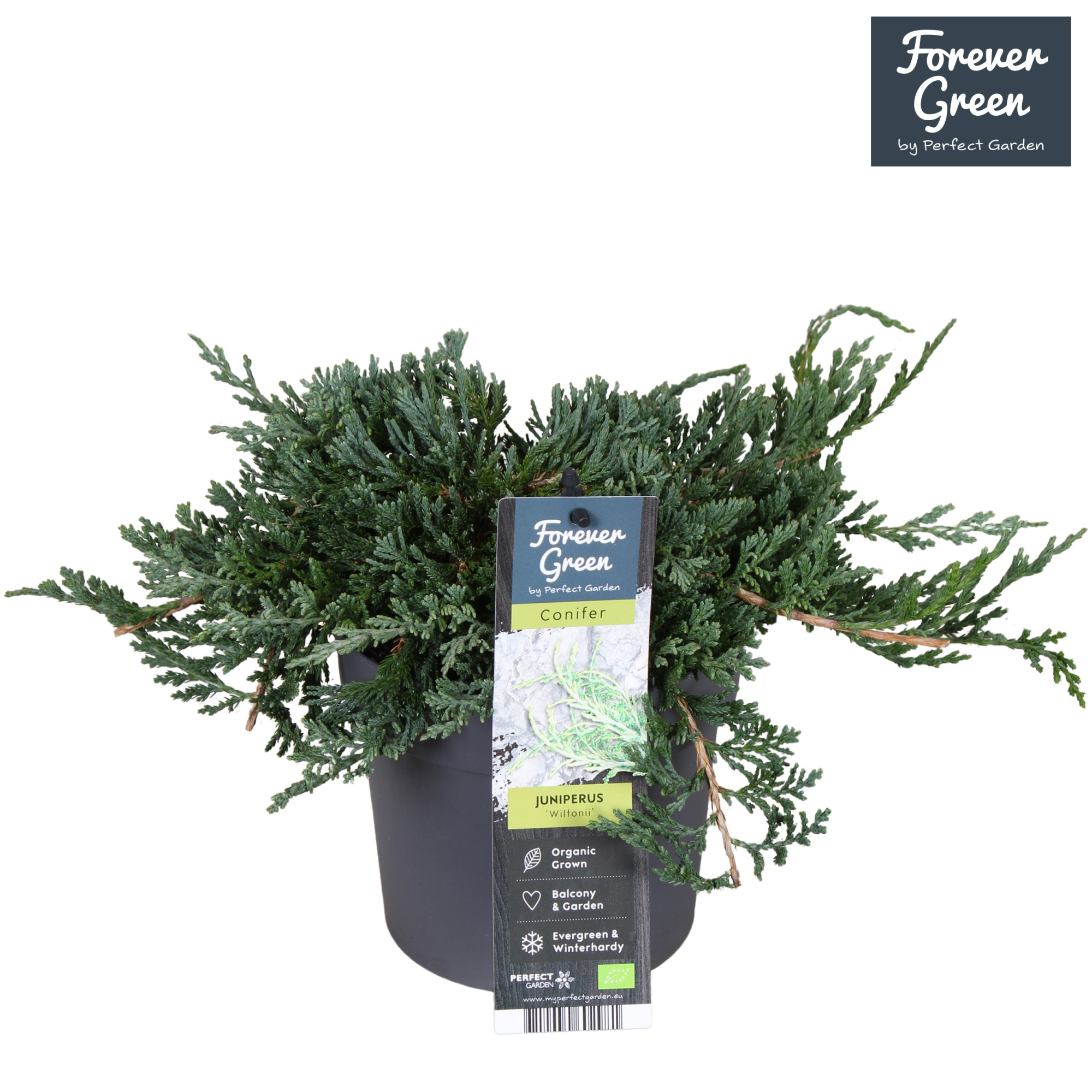 Juniperus horizontalis 'Wiltonii' P14, D 14
