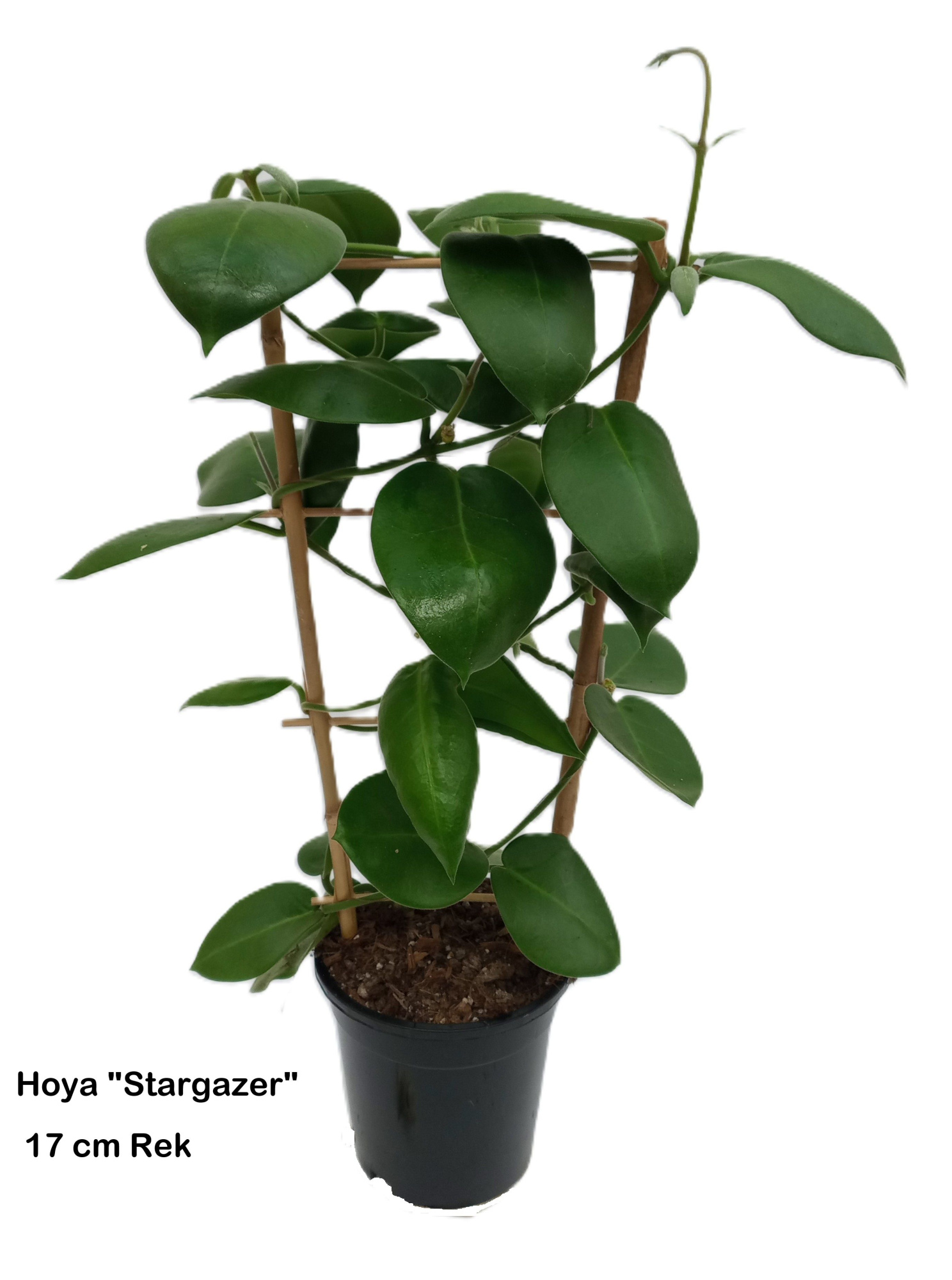 Hoya Stargazer Rek 17 cm, D 17 cm