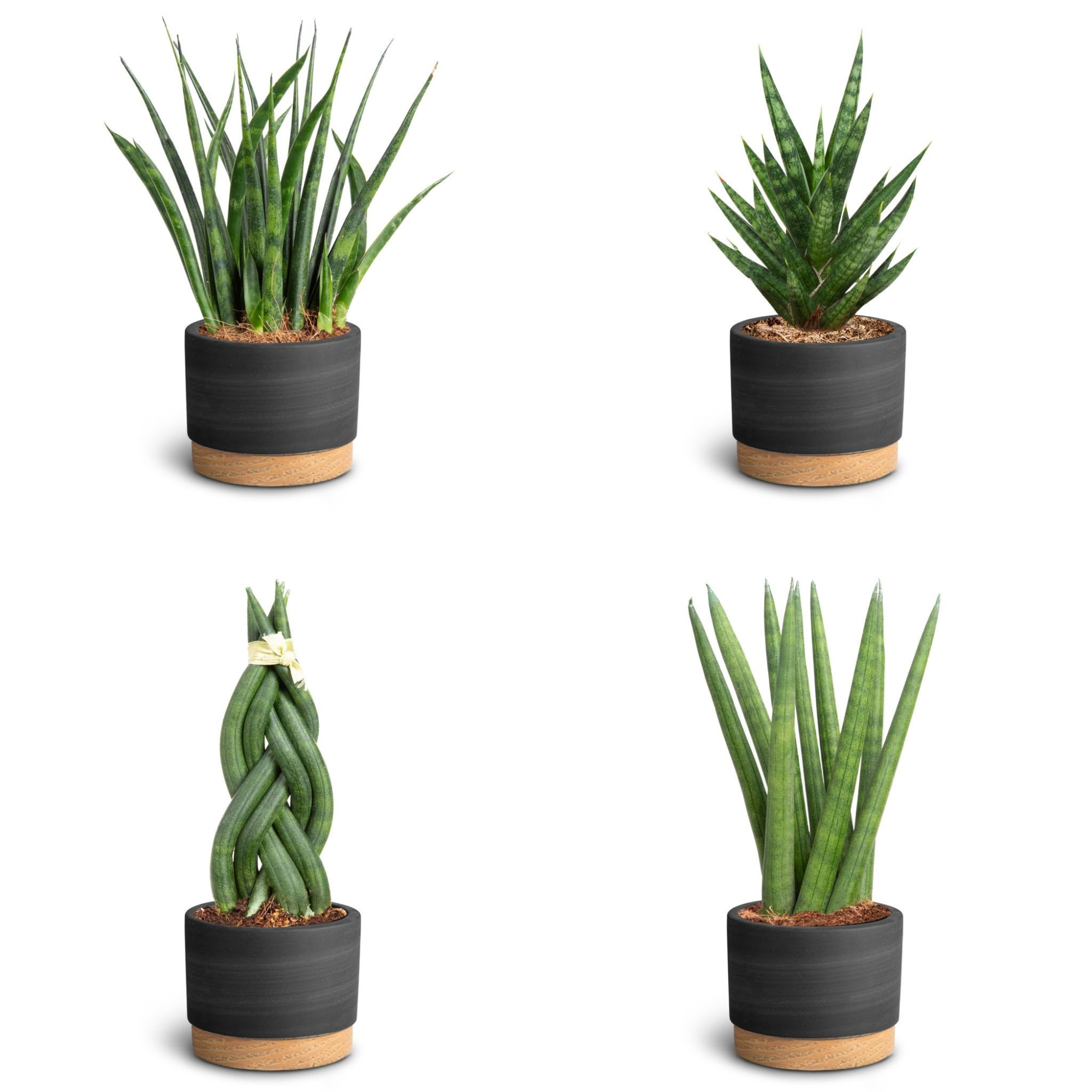 Woodbase Black, Sansevieria Collection, D 7