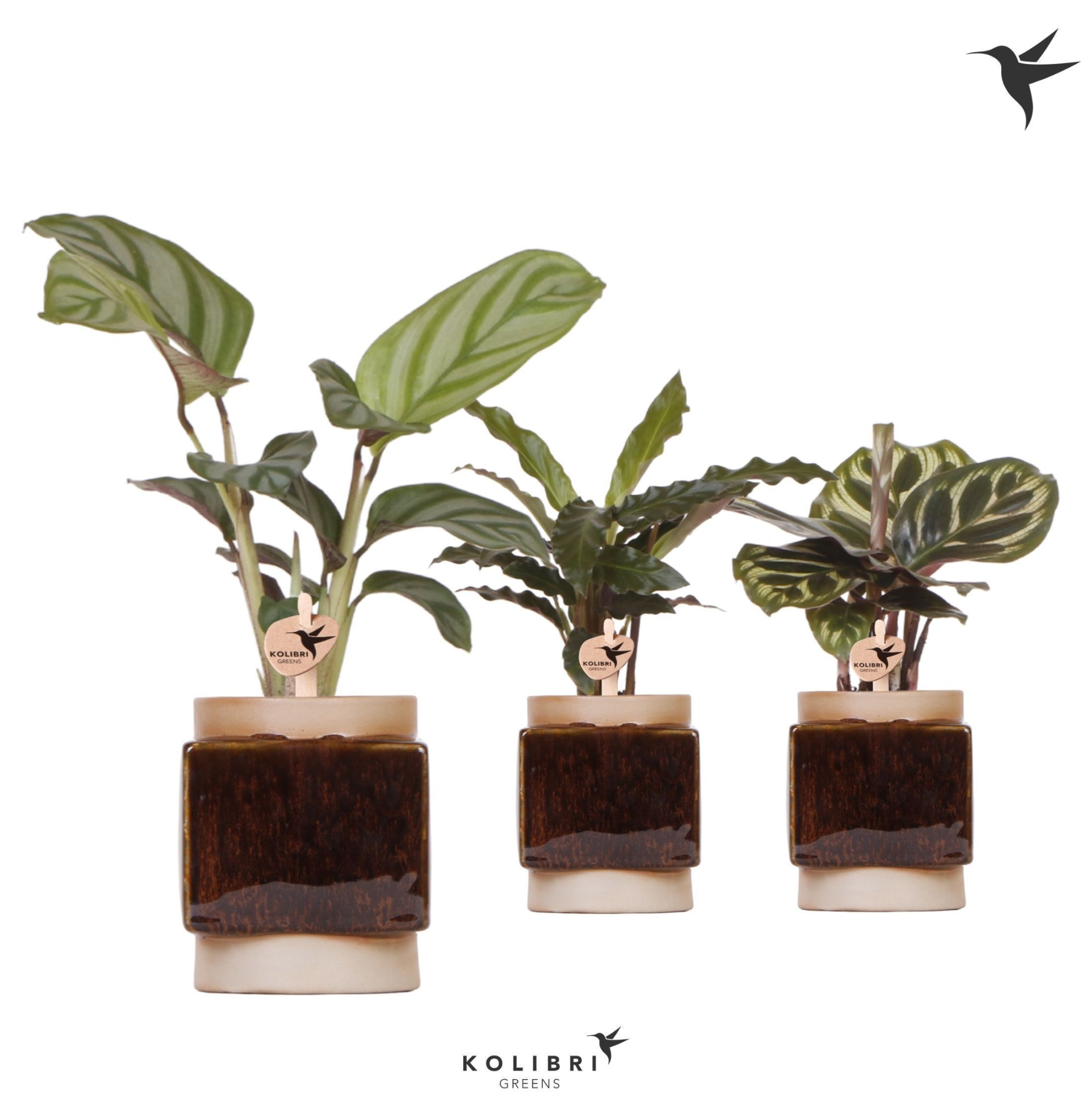 Kolibri Greens Calathea mix in Classy Cube pot, D 6