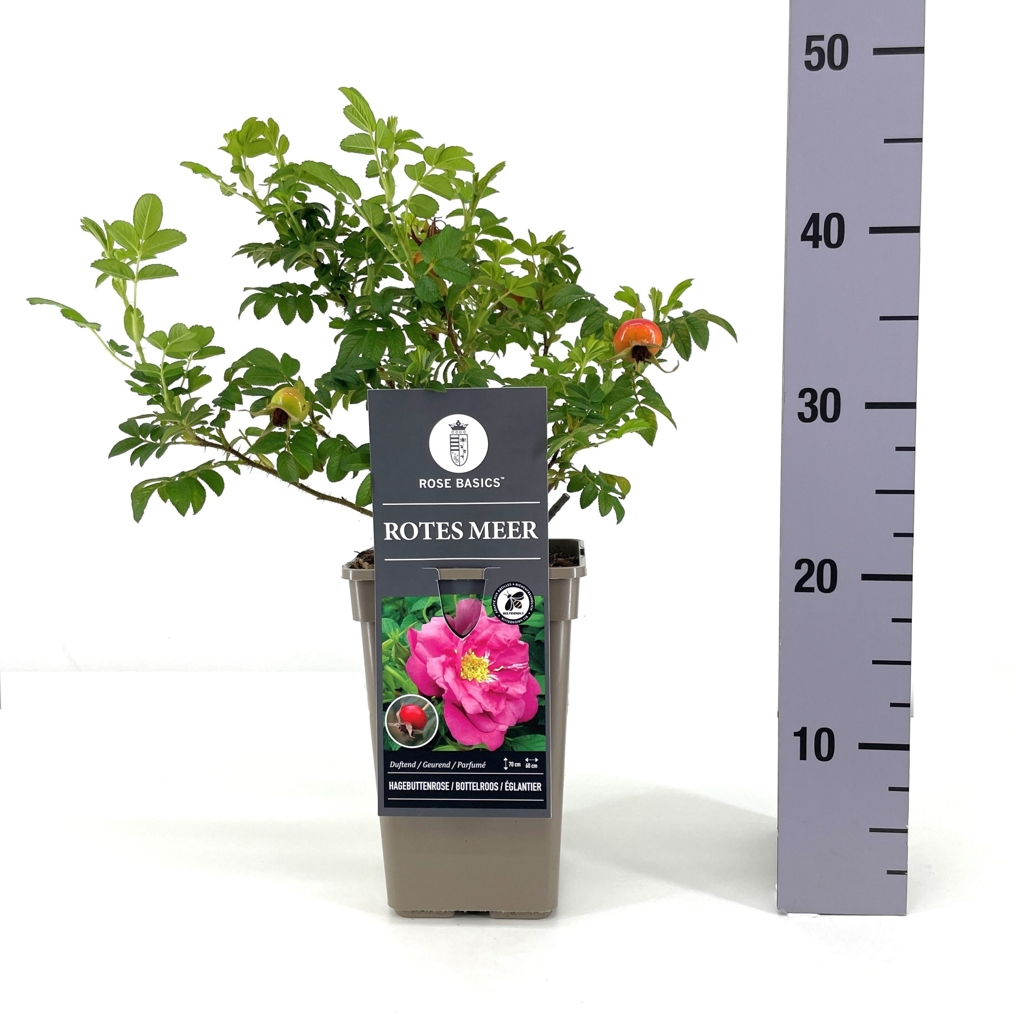 Rosa (R) Rotes Meer, C3, D 17 cm
