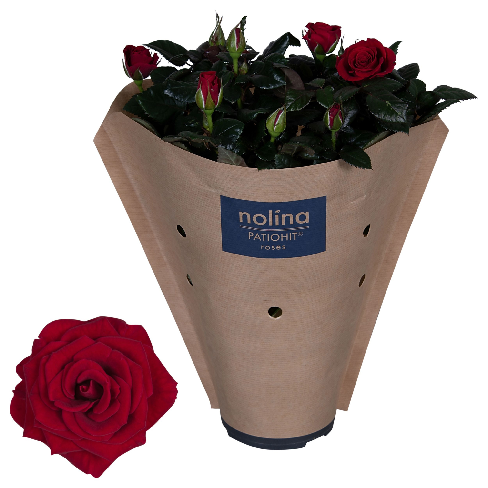 Nolina Roses Ø 13 cm Red Paper sleeve, D 13 cm
