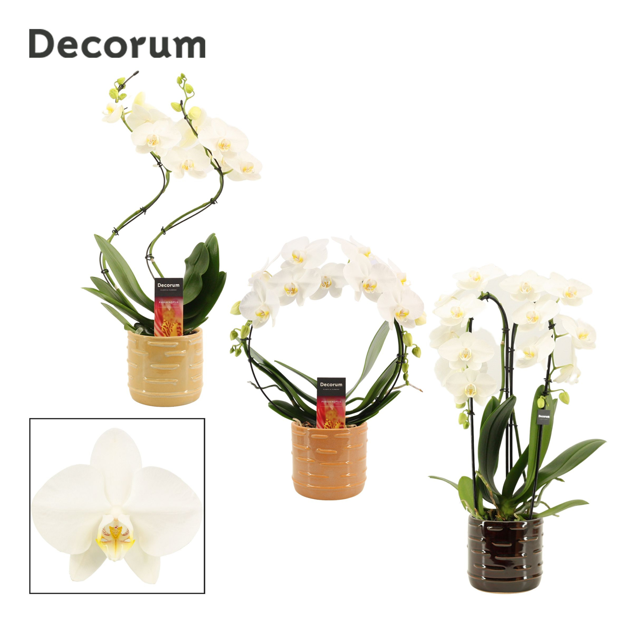 Phalaenopsis vormen mix 2 tak wit in Lois (Deco-collection), D 12