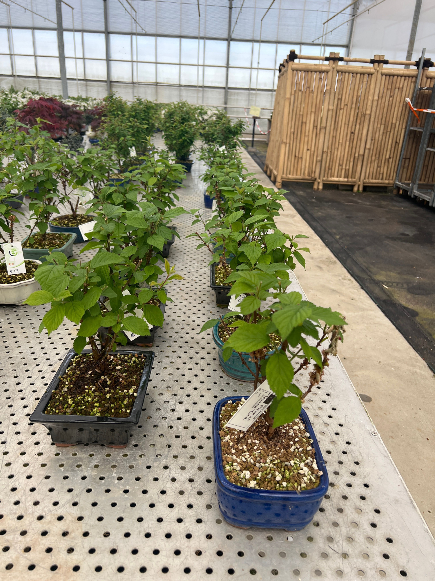 Prunus tomentosa, pot 19cm. various pot color., D 19 cm