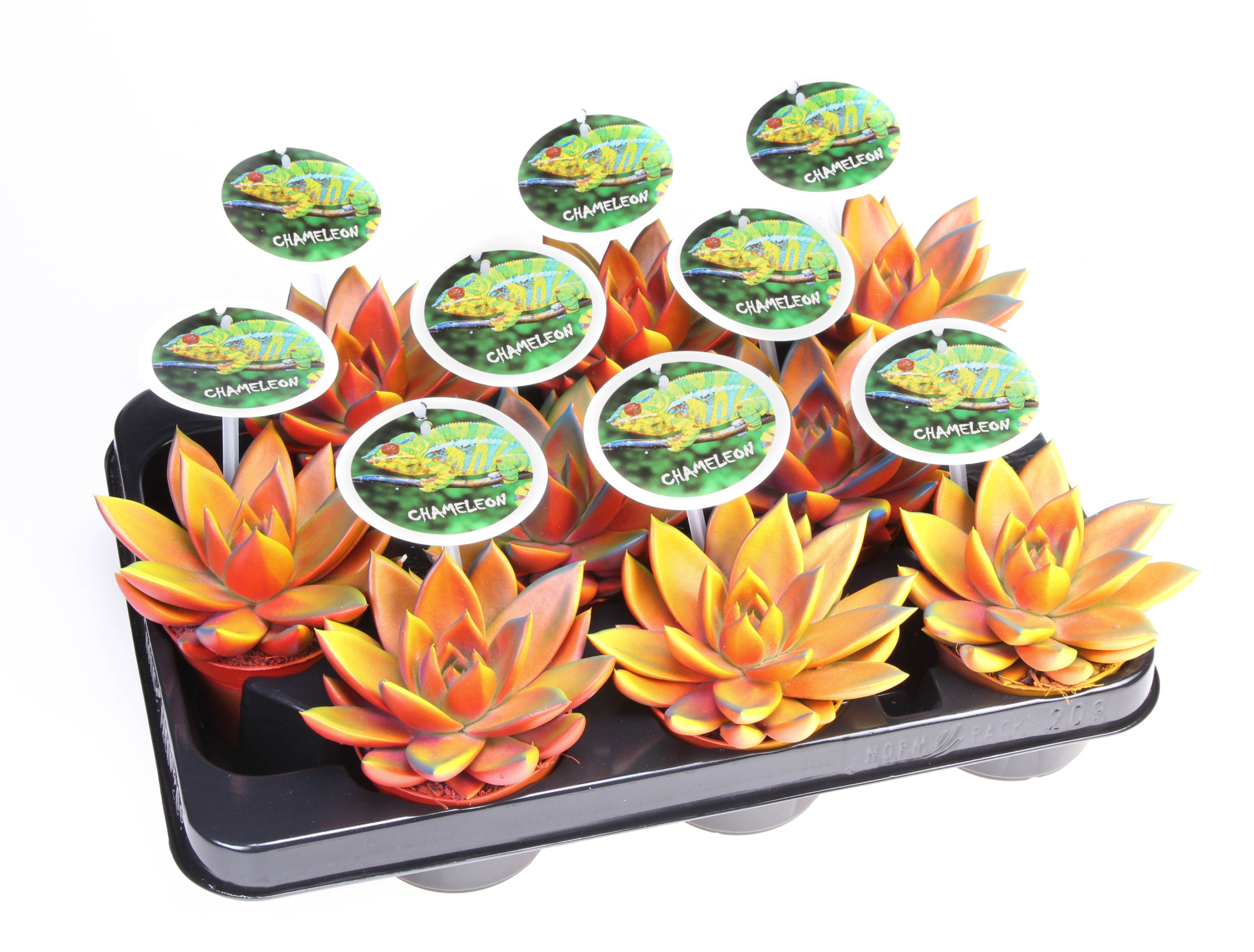Miranda Chameleon Special + etiket, D 8,5 cm