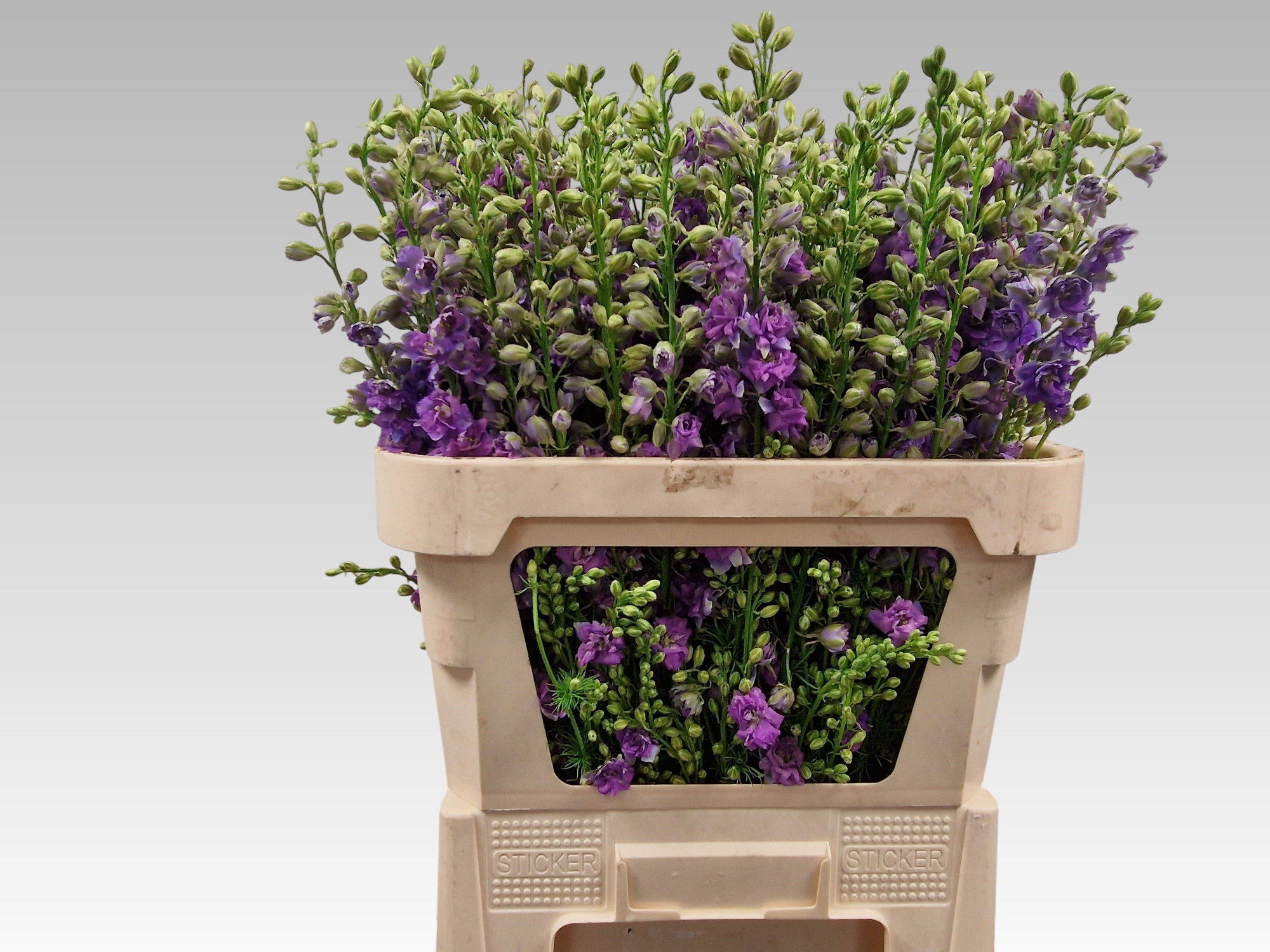 Консолида Кис Виолет Лилак 95, шт.