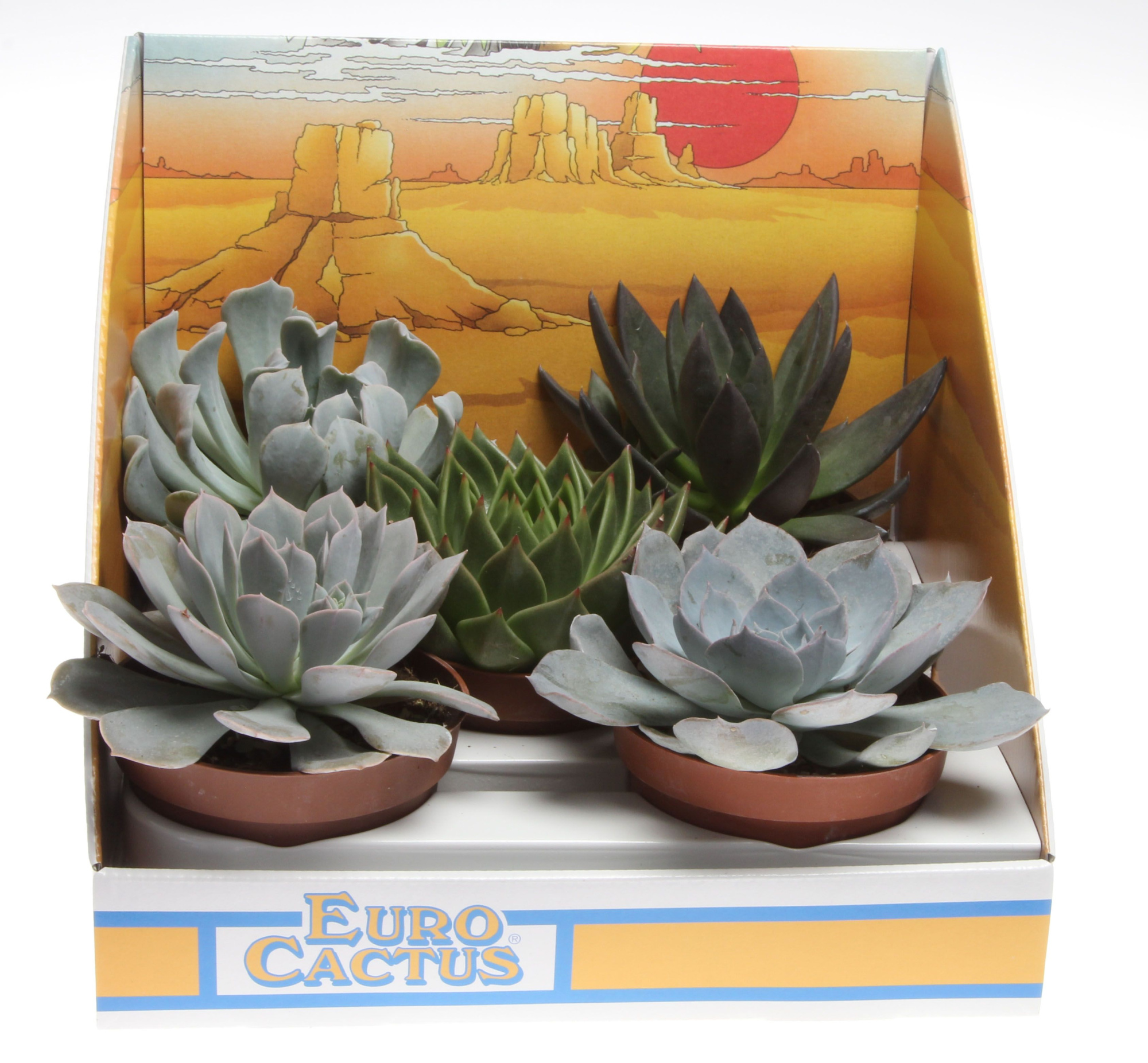 Succulenten mix in showdoos, D 10,5 cm
