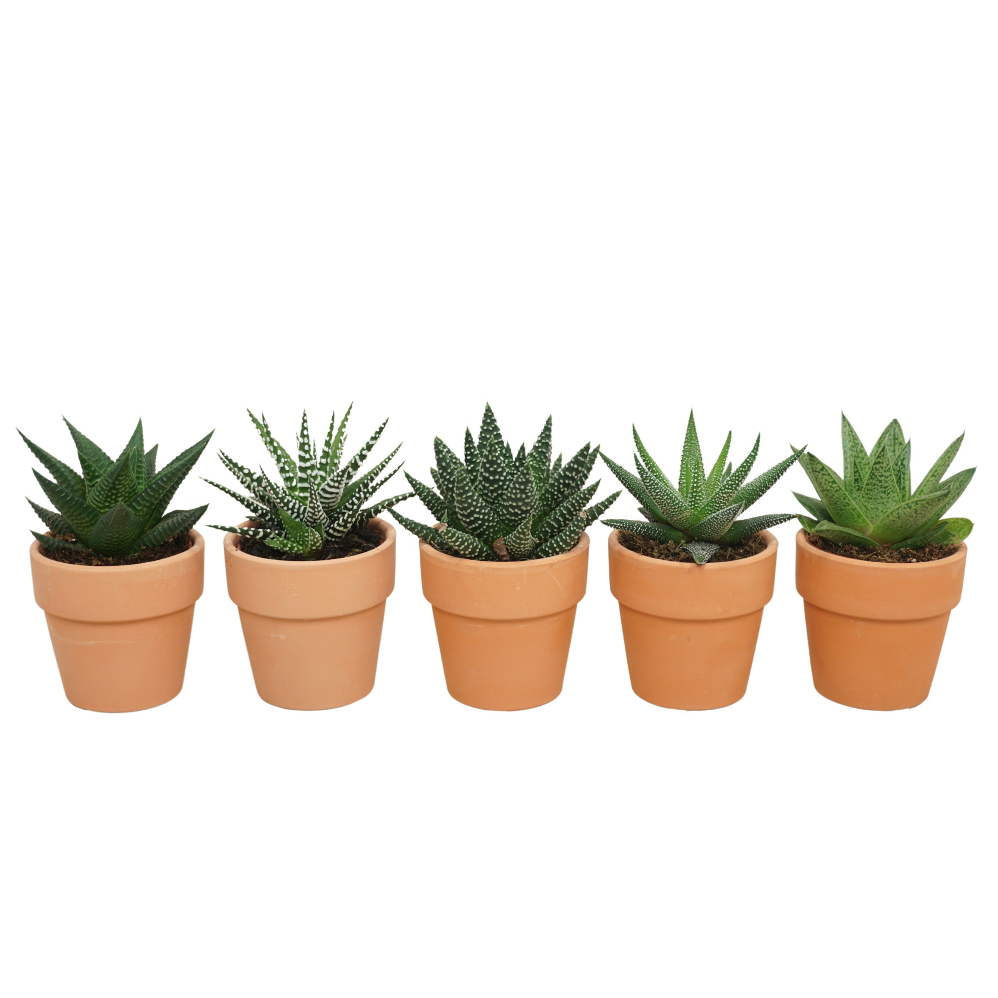 Aloë-Hawortia mix in 6 cm 'Terracotta Kraagpotje', D 5,5 cm