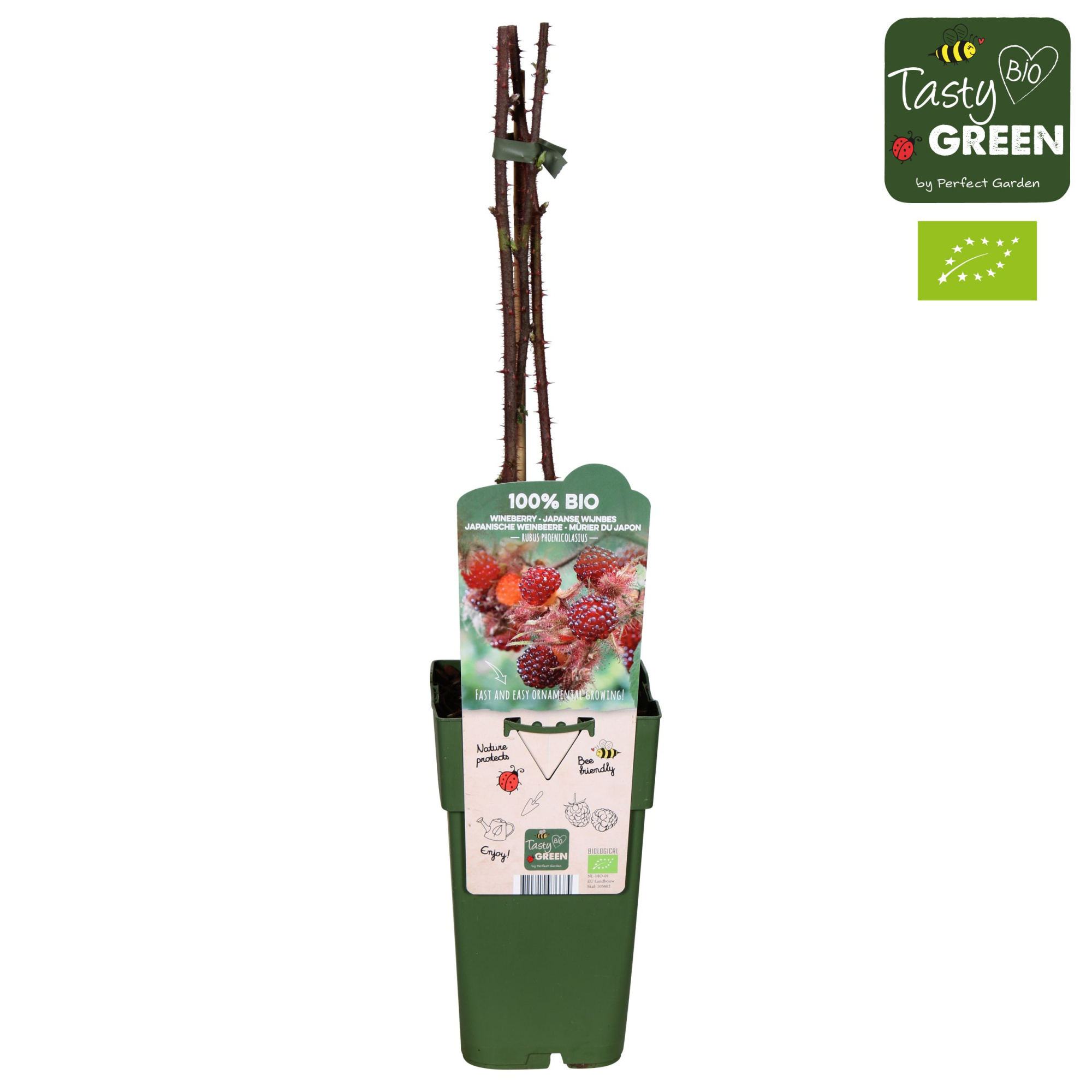 Rubus phoenicolasius Bio P15, D 15 cm