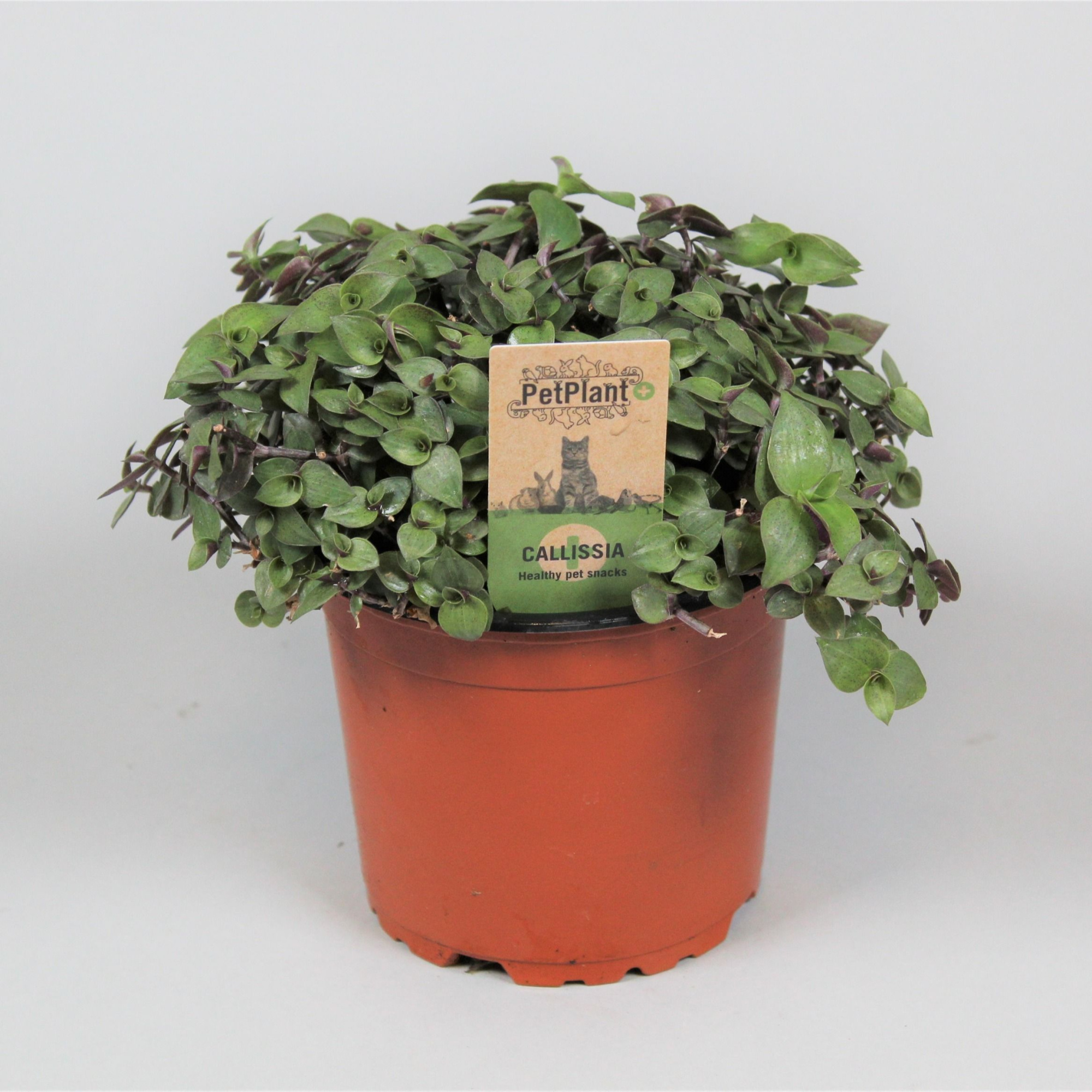 Calissia repens PetPlant, D 12 cm