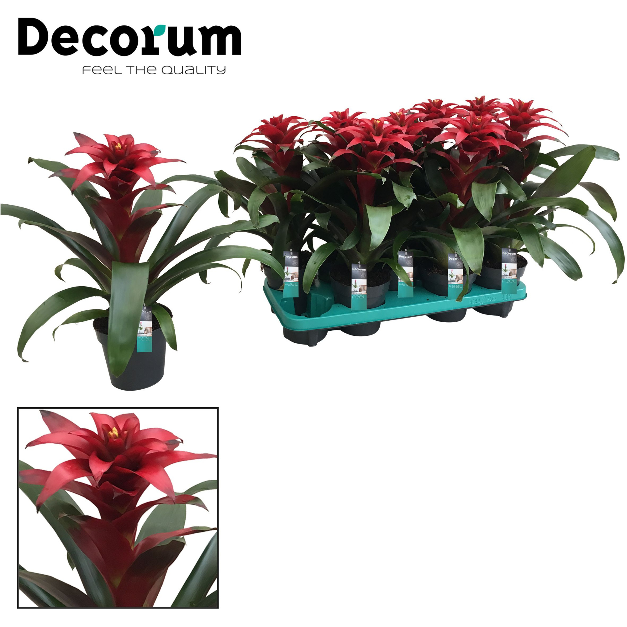 Guzmania Salinas Squarrosa (Decorum), D 13 cm