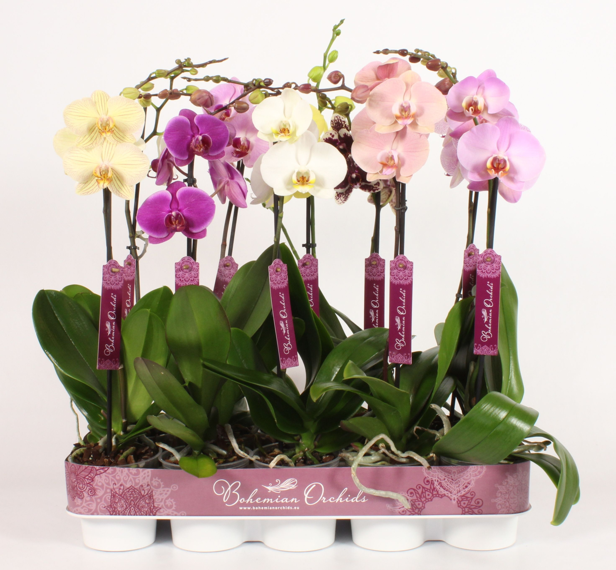 Phalaenopsis 9-14, D 12