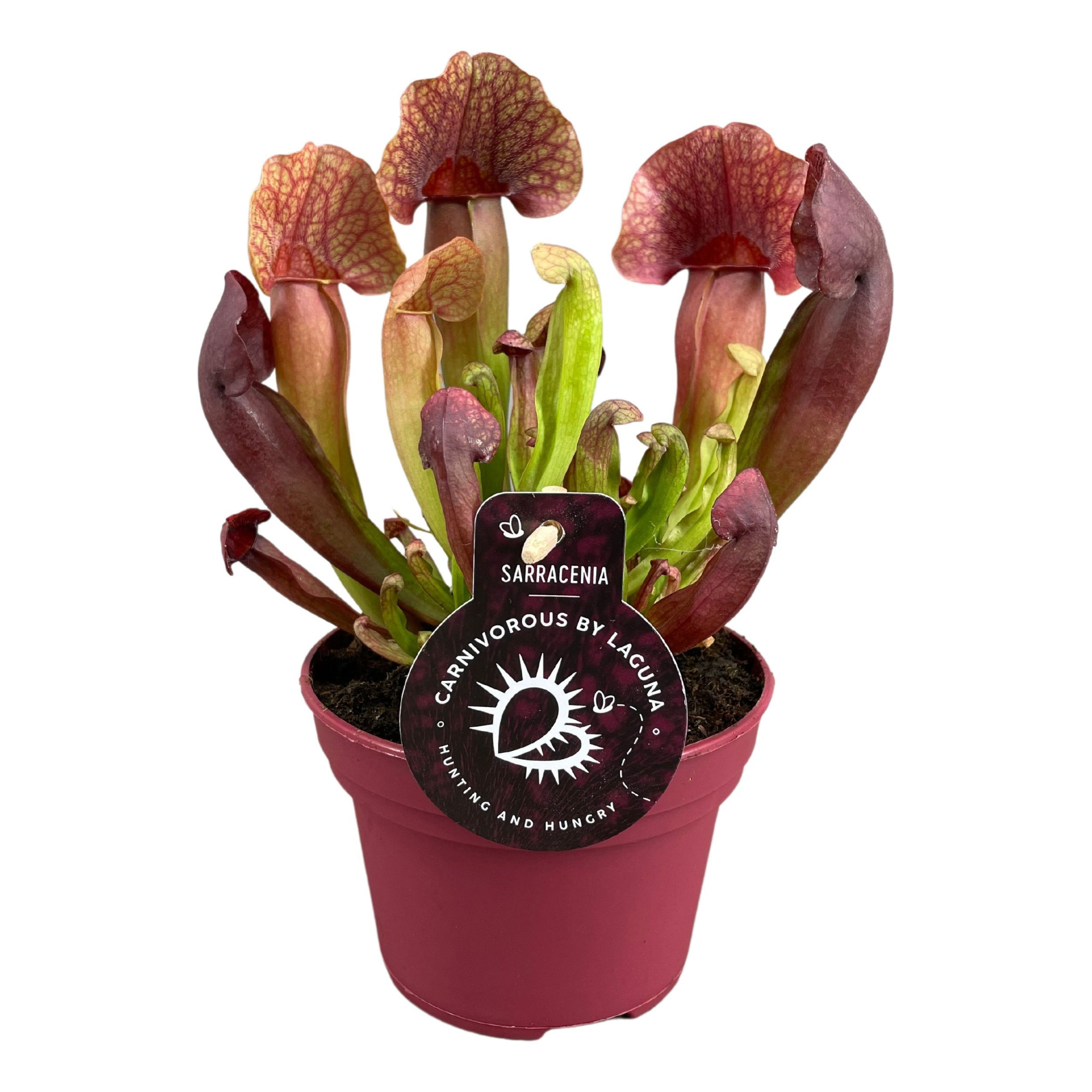 Sarracenia Catesbaei 12 cm, D 12