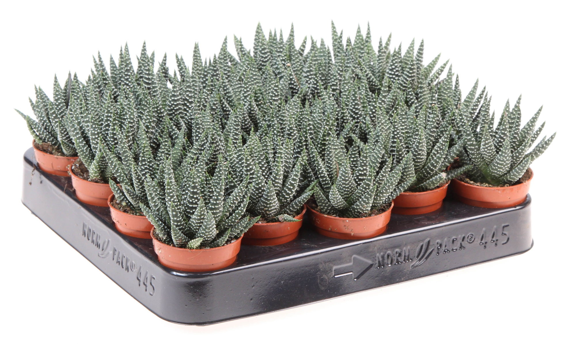 Haworthia Margaritifera, D 5,5