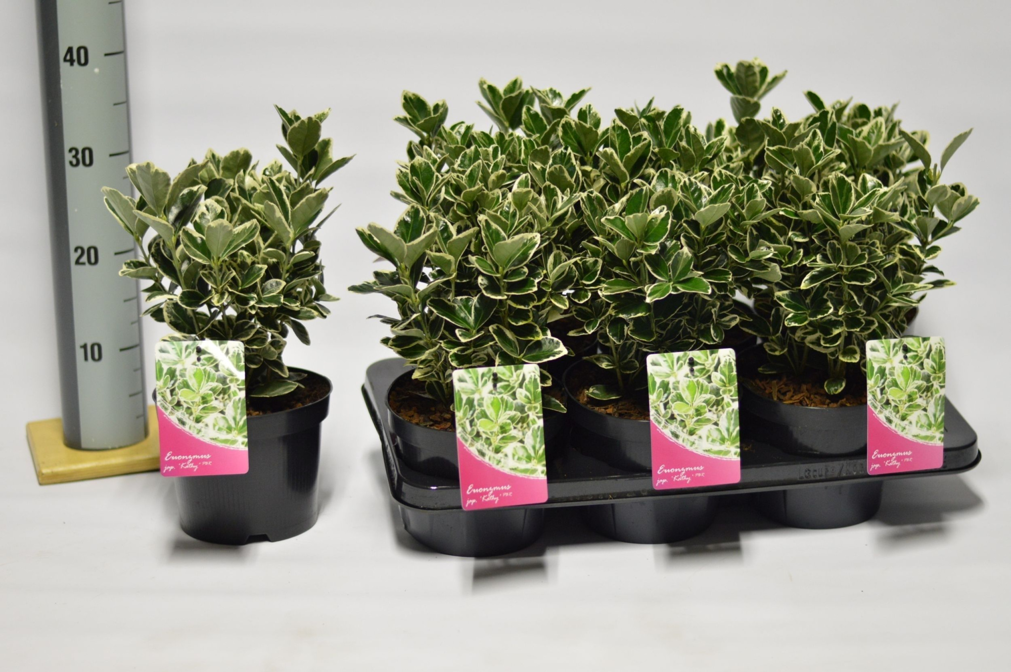 Euonymus jap. Kathy, D 17 cm