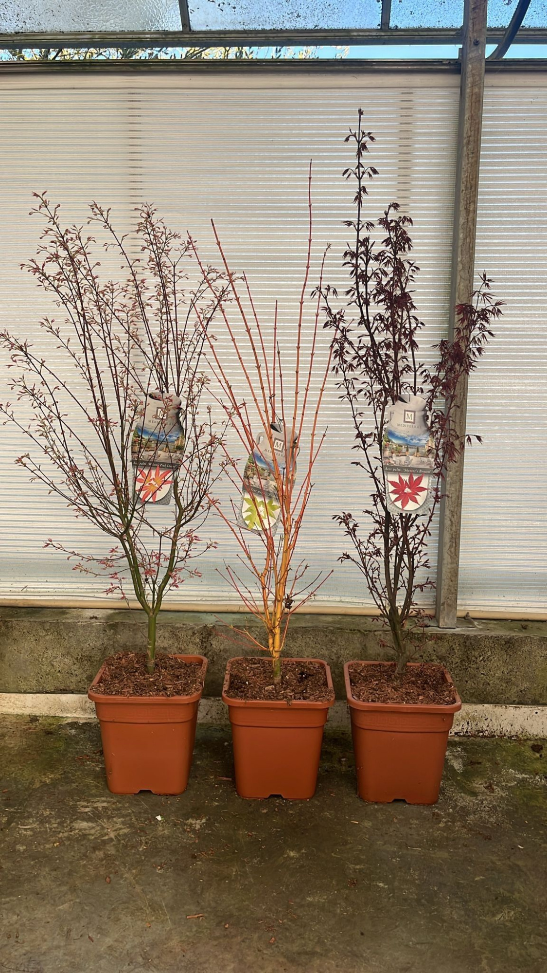 Acer pal. 'Mix' - vp14L struik, D 28 cm