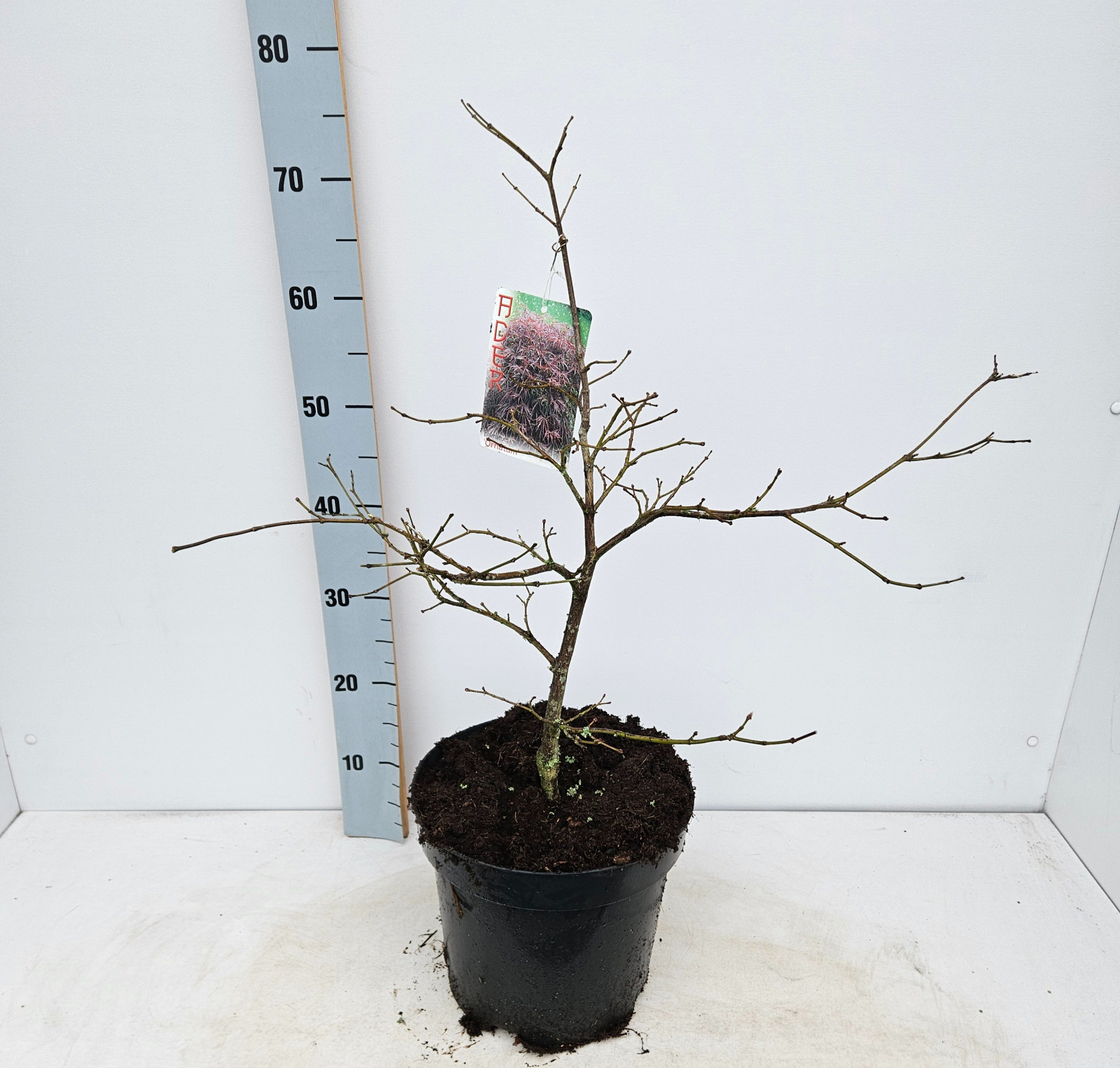 Acer palmatum 'Ornatum', D 26