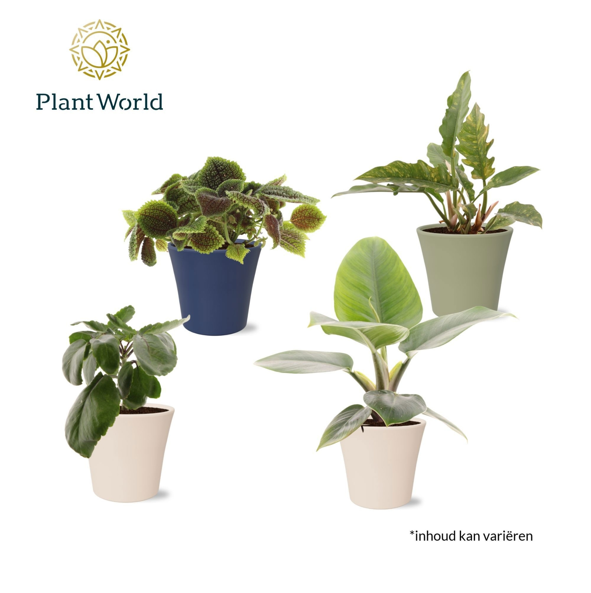 Groenmix Island Saver in pot coco, D 14 cm