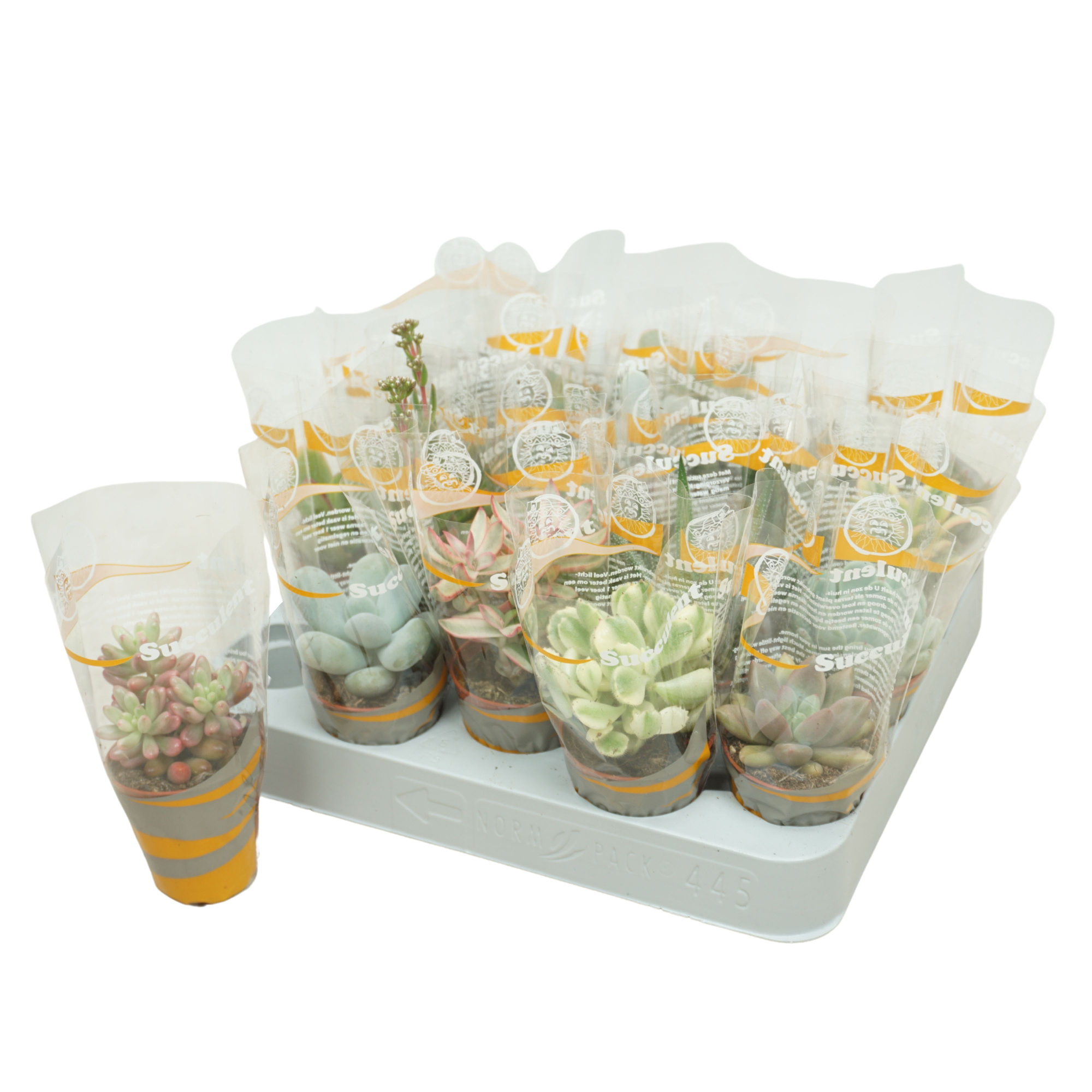 Succulenten mix 5,5 cm in succulent hoes, D 5,5 cm