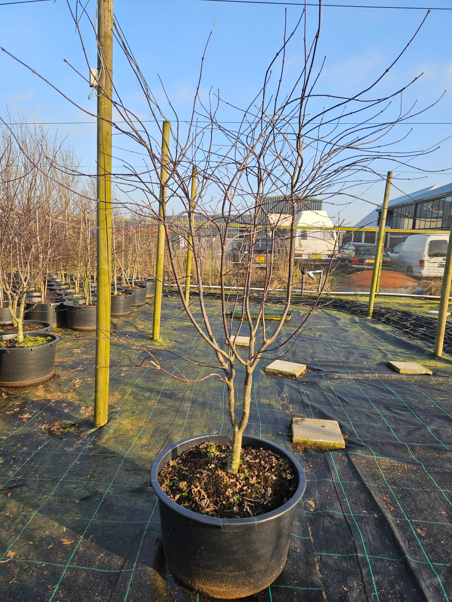 Acer palmatum 'Red Emperor', D 59