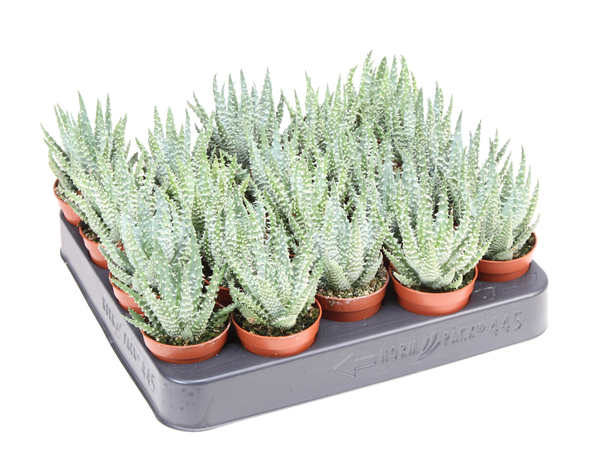 Aloe Humilis, D 5,5 cm