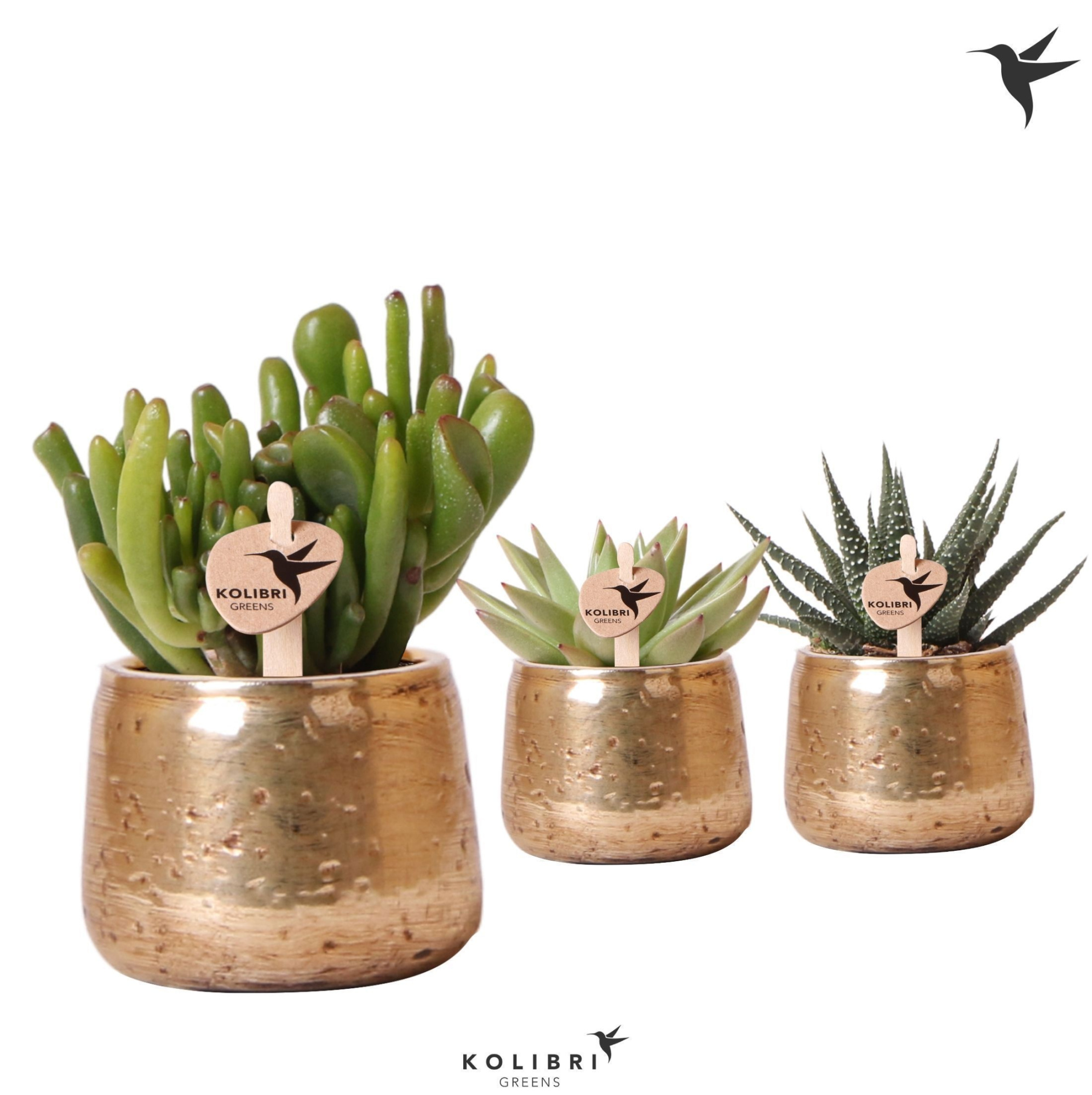 Kolibri Greens Succulenten mix in Luxury pot gold, D 6 cm