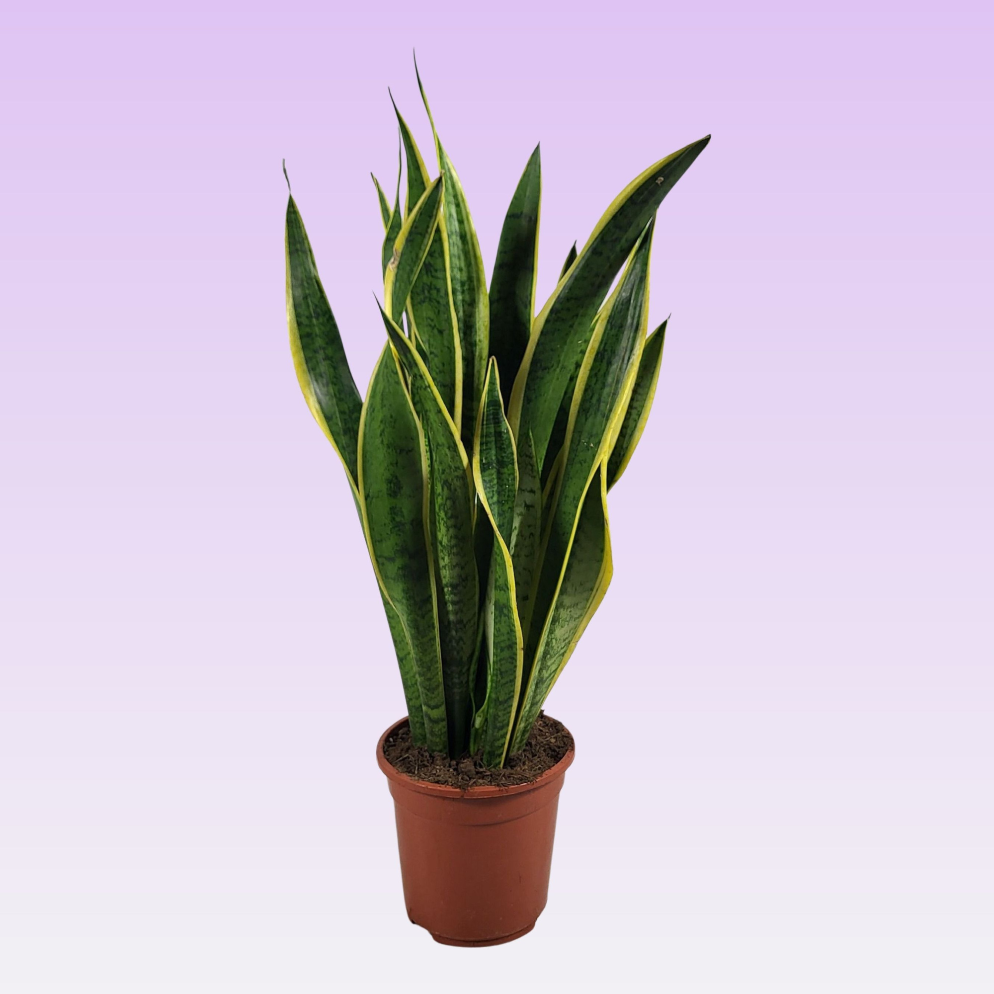 Sansevieria trifasciata 'Laurentii' 75cm, D 21