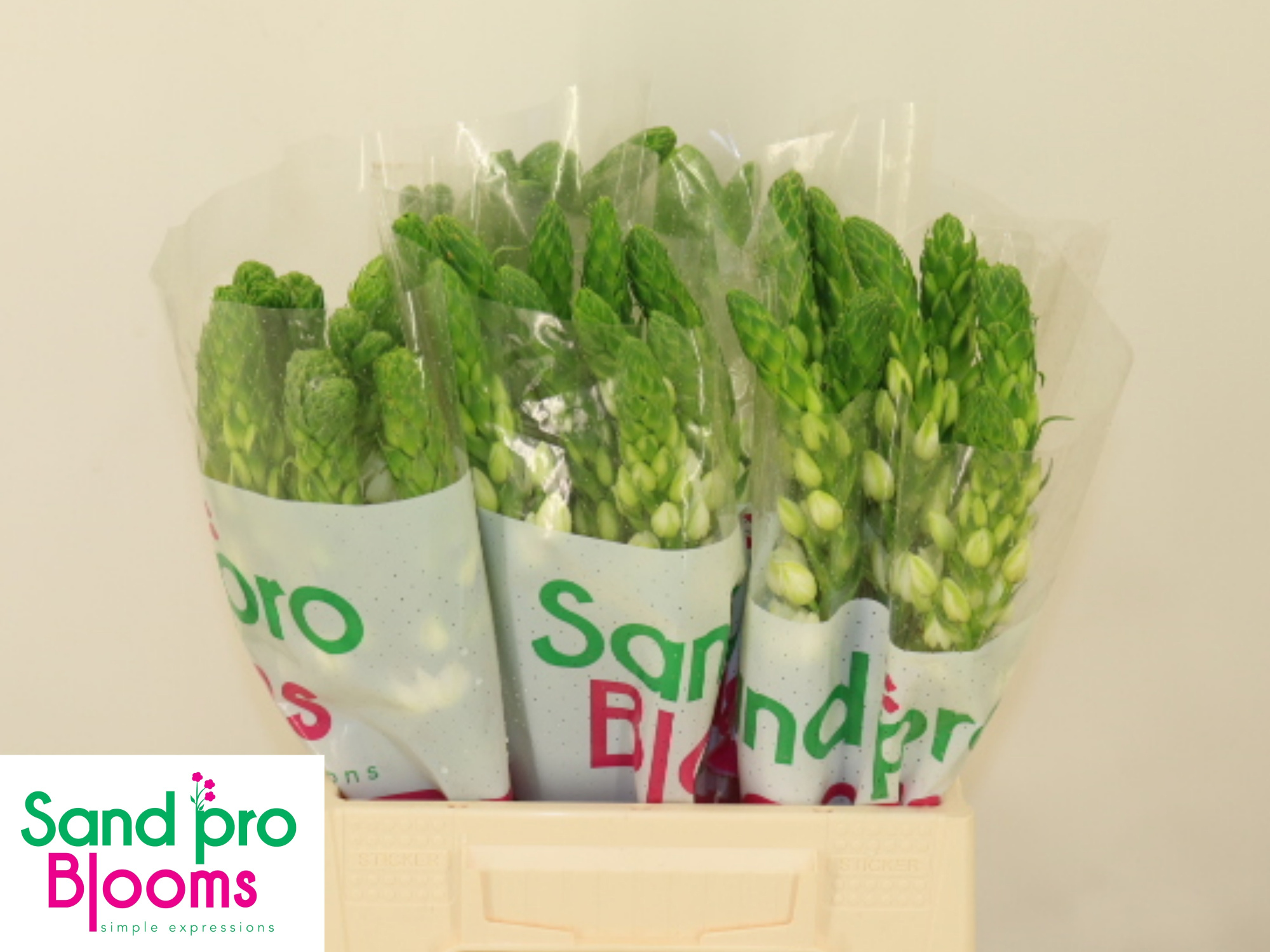 Орнитогалум Тирсоидес Милки Вэй 45, шт.