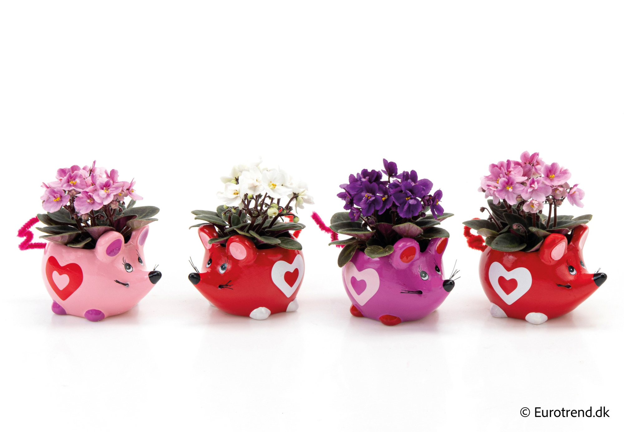 Saint paulia in Valentine ceramic 2026, D 6