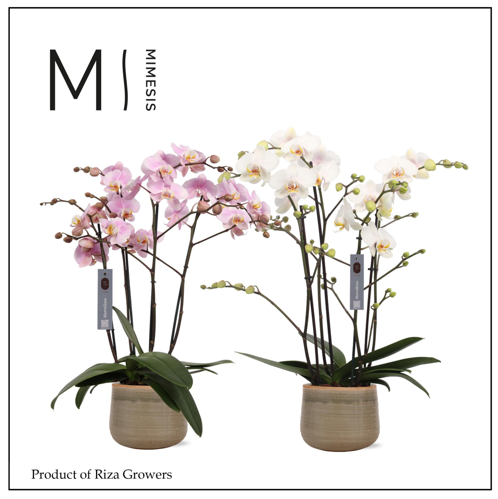 Phalaenopsis Marvellous Mix 50+ – 17cm in Iris Mint| Mimesis, D 17