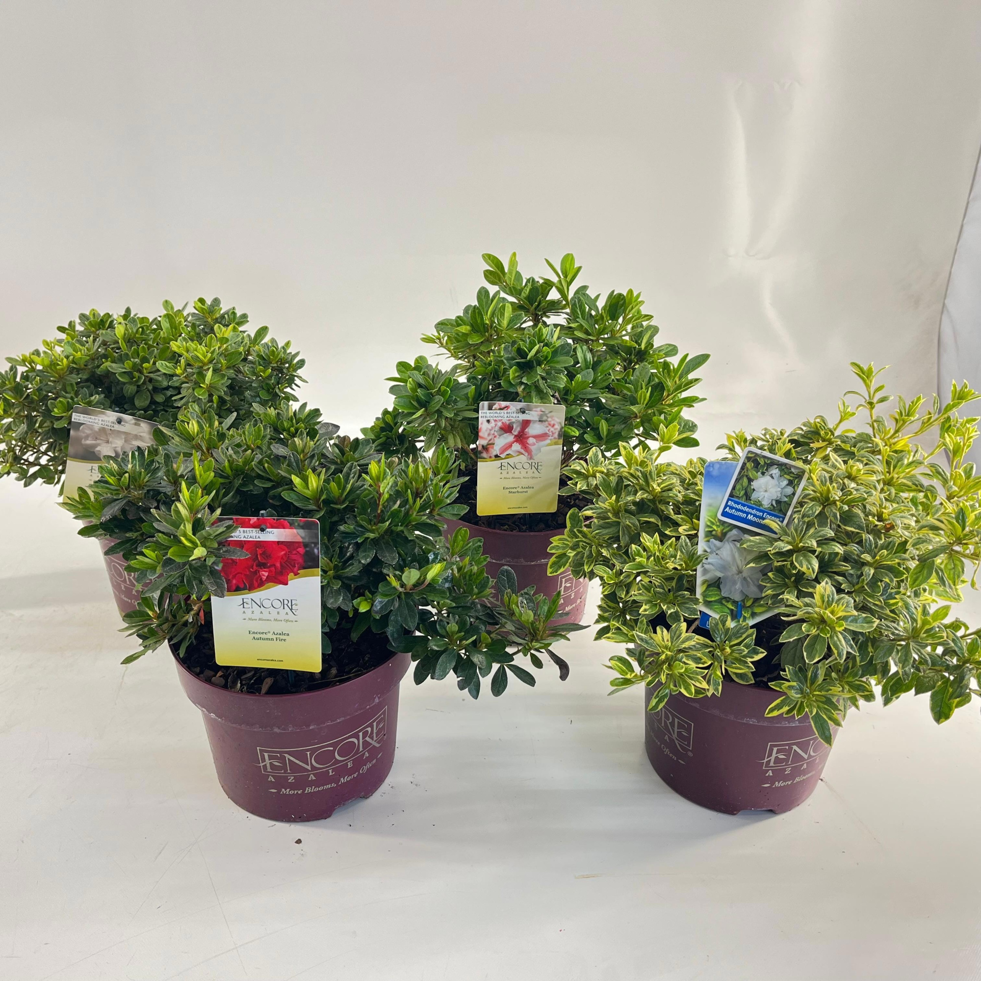 Rhododendron ENCORE® MIX P23, D 23 cm