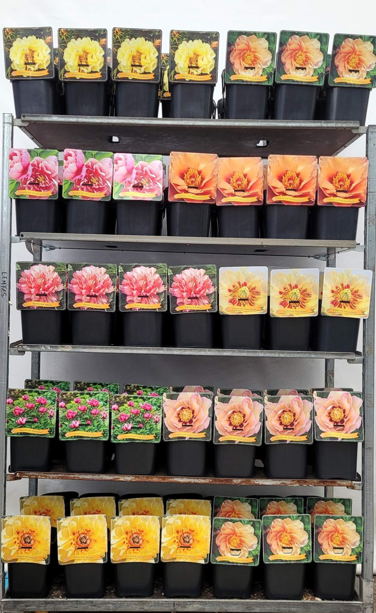 Paeonia Itoh mix CC C5, D 21 cm