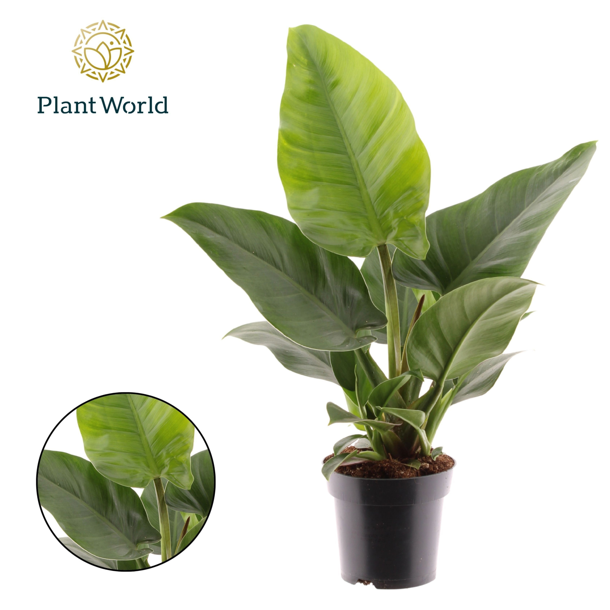 Philodendron Imperial Green, D 14