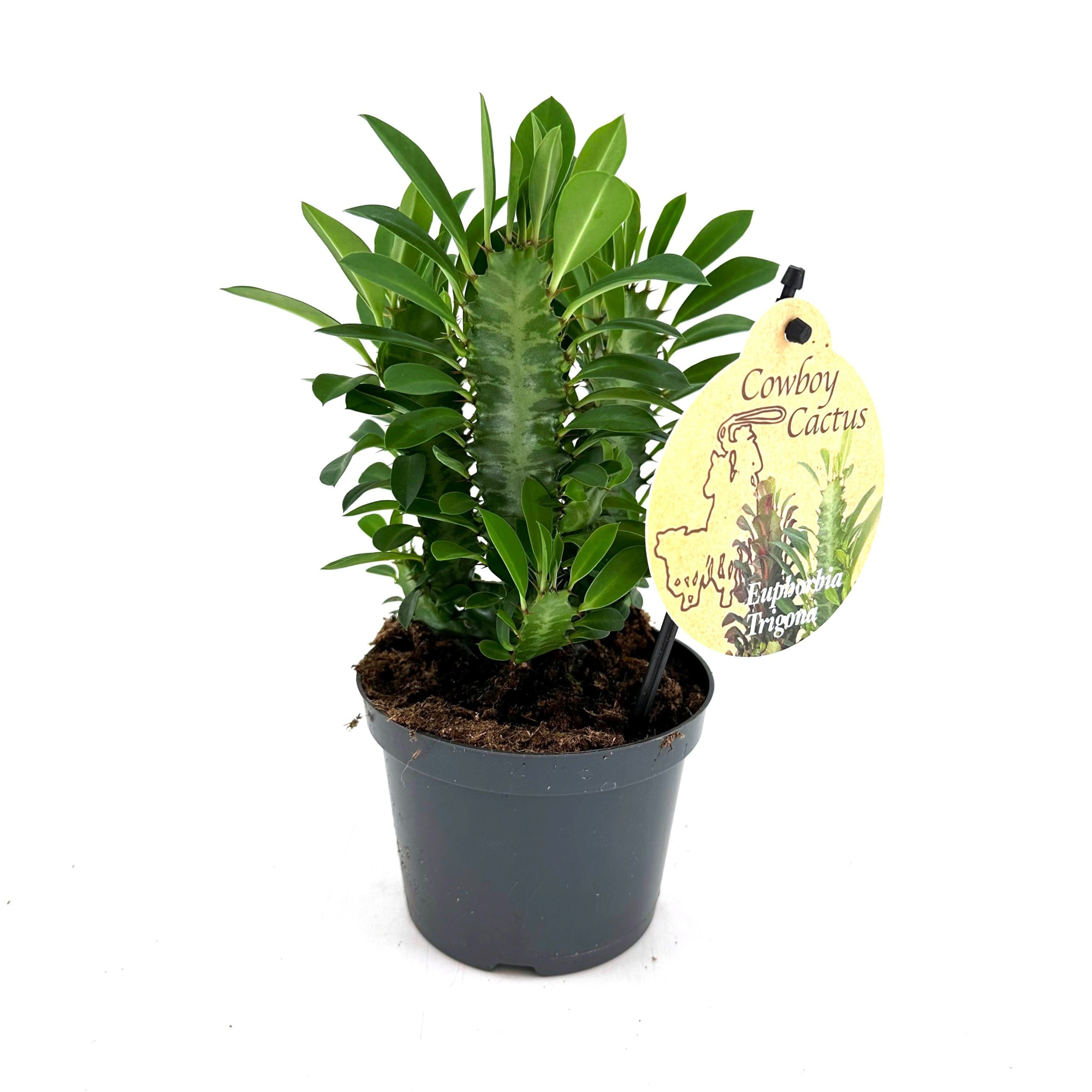 Euphorbia Trigona Green "bushy", D 12 cm