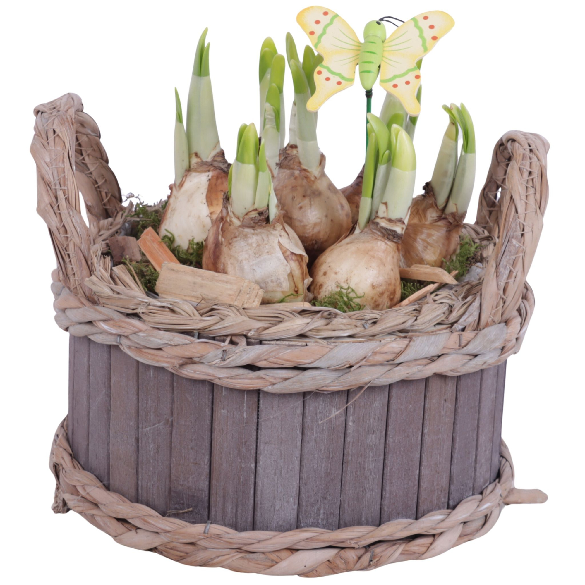 Bulbs Arr. Narcis Wooden Pot Round Waterhyacint Rim Ø19cm, D 19
