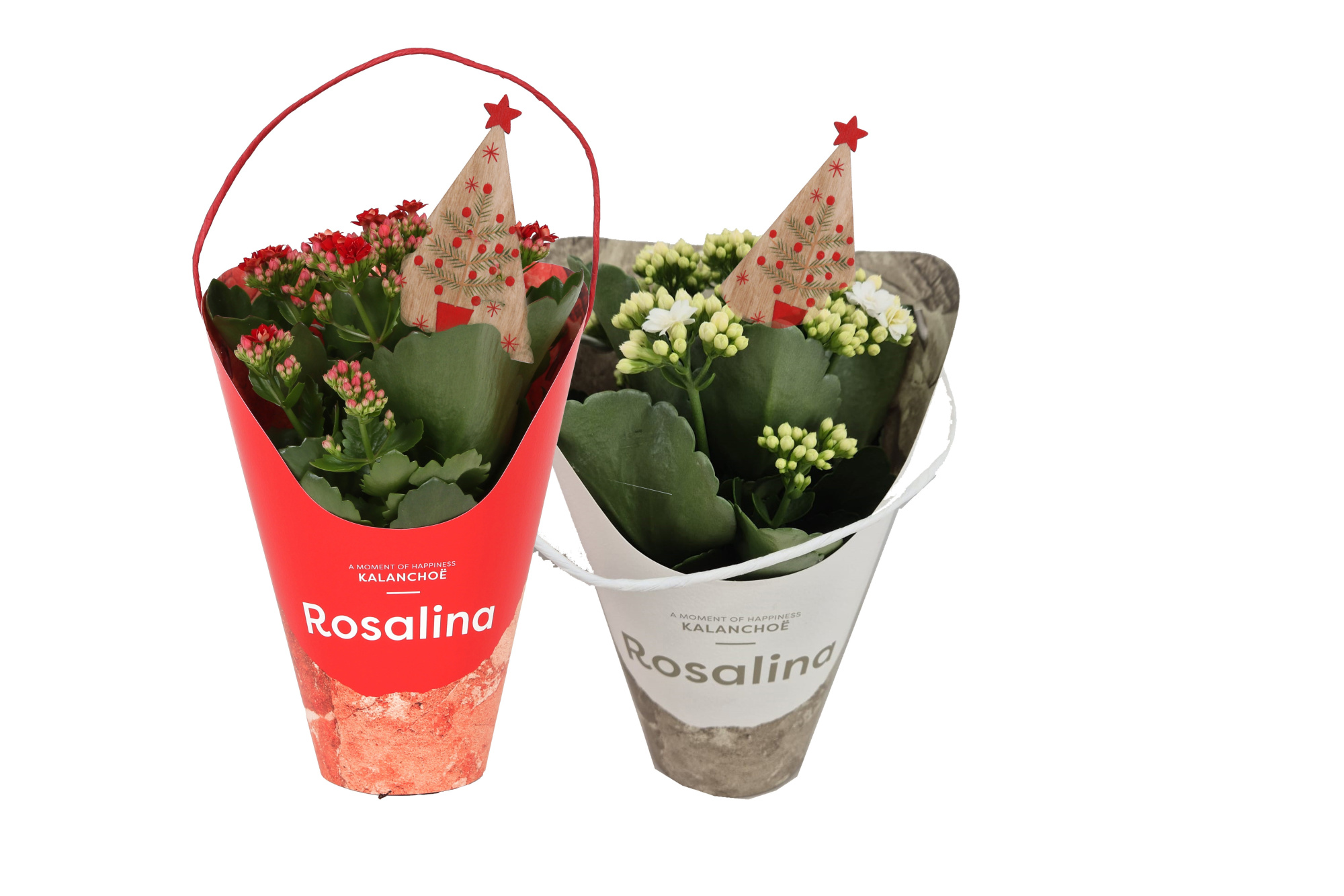 KP-858.6 - Kalanchoe Rosalina 12cm Giftskoker Kerst, D 12