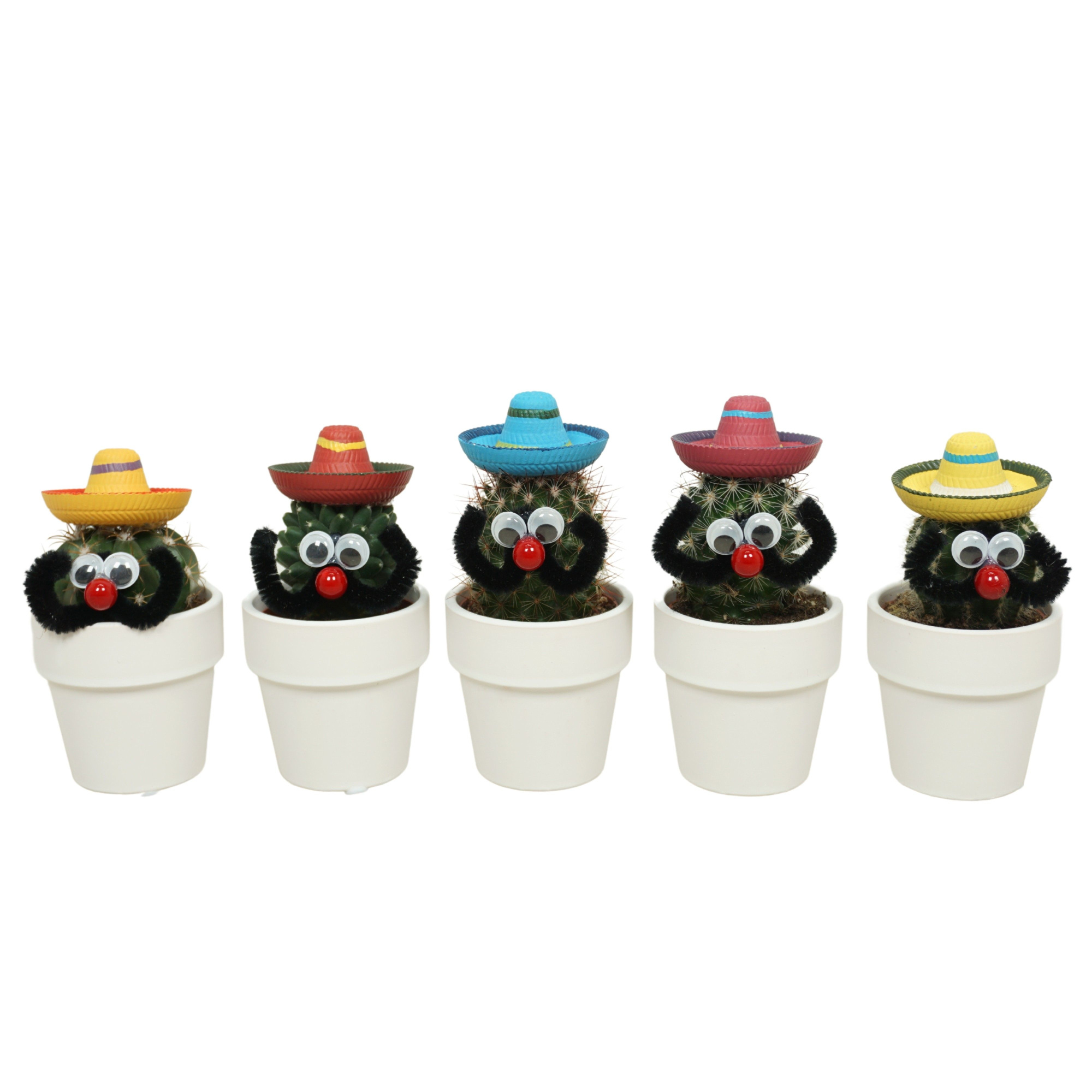 Cactus Mexicaan 5,5 cm in 6 cm 'Wit Kraagpotje, D 5,5 cm