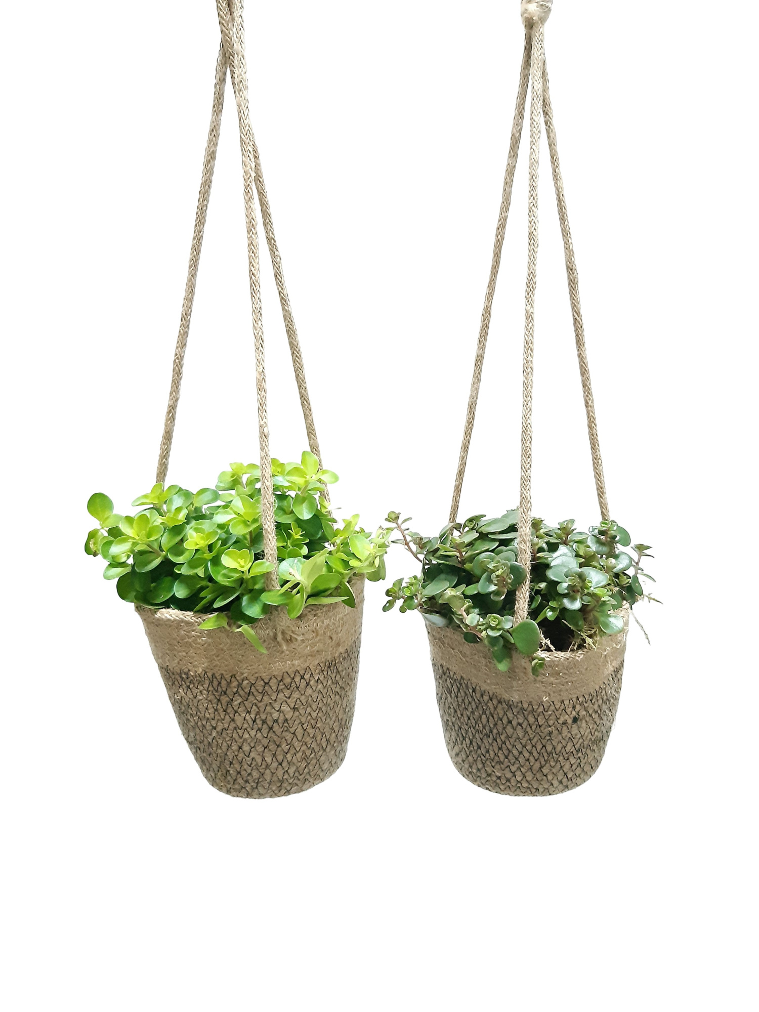 JH13GEM Hangmand 13cm Single Groenmix, D 13 cm