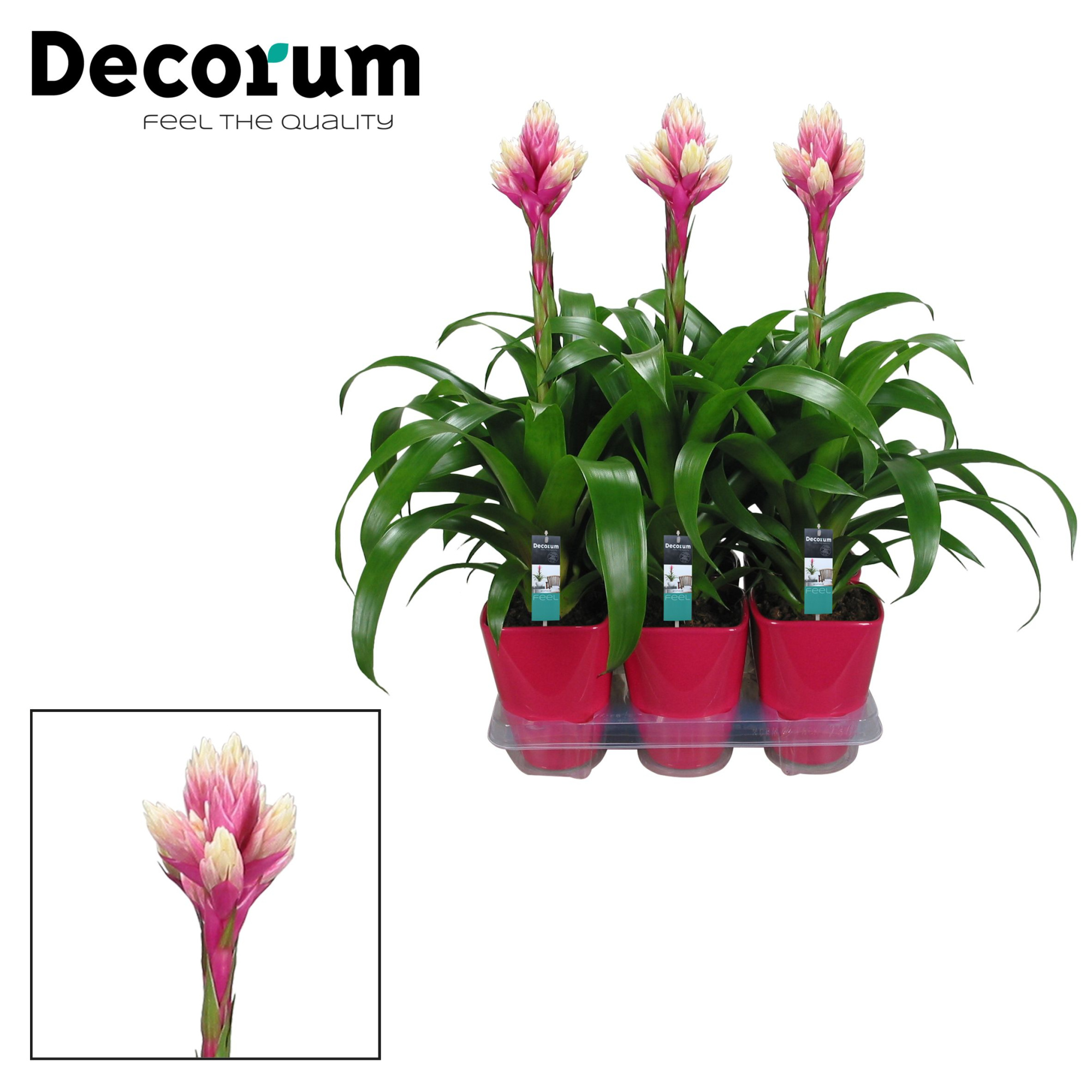Guzmania Candy Luxe Keramiek (Decorum), D 14 cm