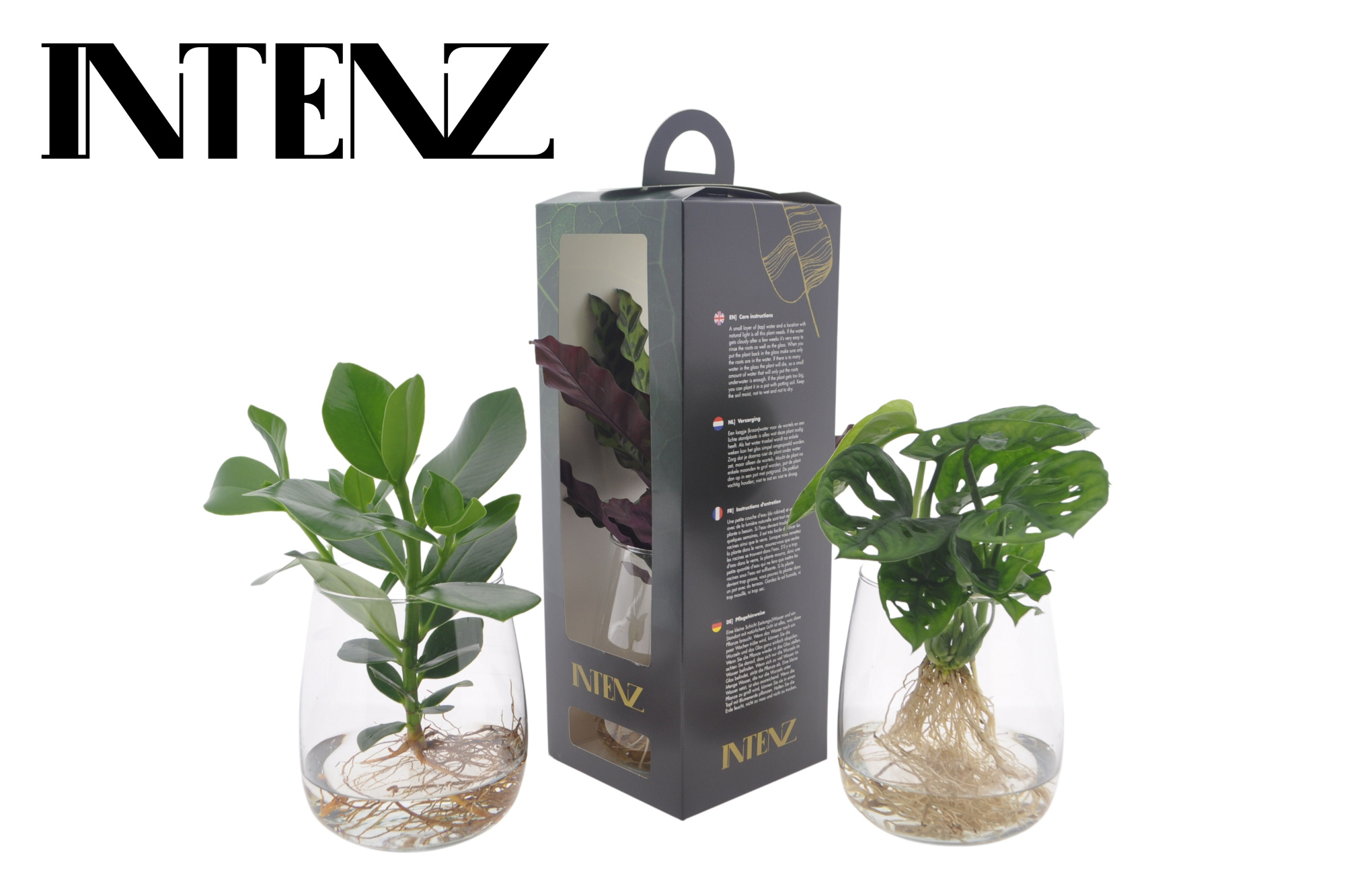 Intenz mix in Kingston glas + verpakking - levertijd: 24 uur, D 12 cm