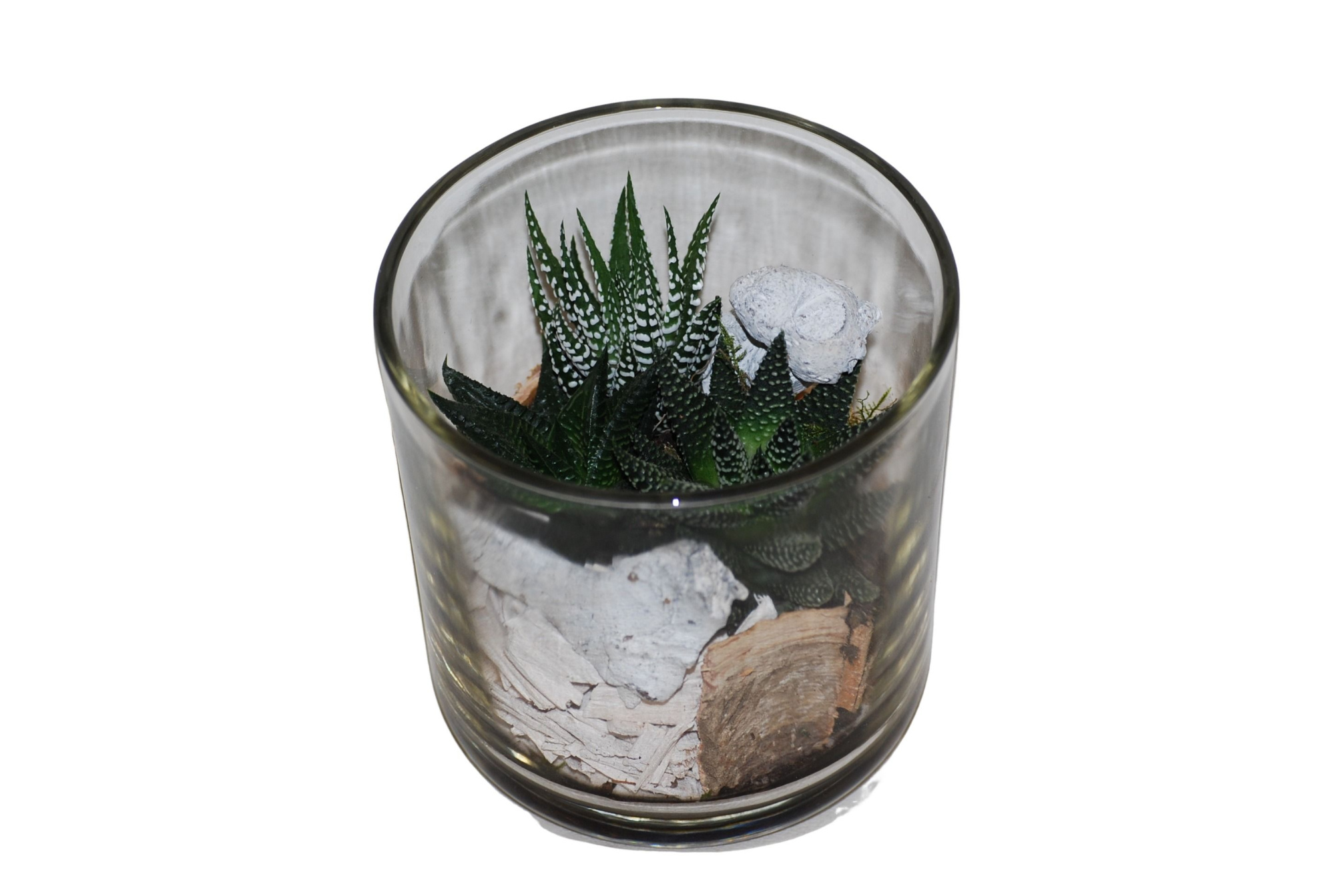 933 HAW Cil.glas mini Haworthia mix, D 13 cm